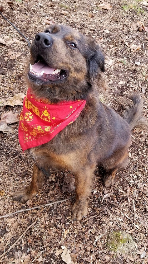 Enlarge Louie, a Adoptable mixed breed in Capon Bridge, WV image 1/12