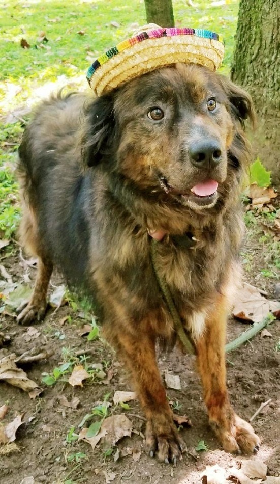 Louie photo 4