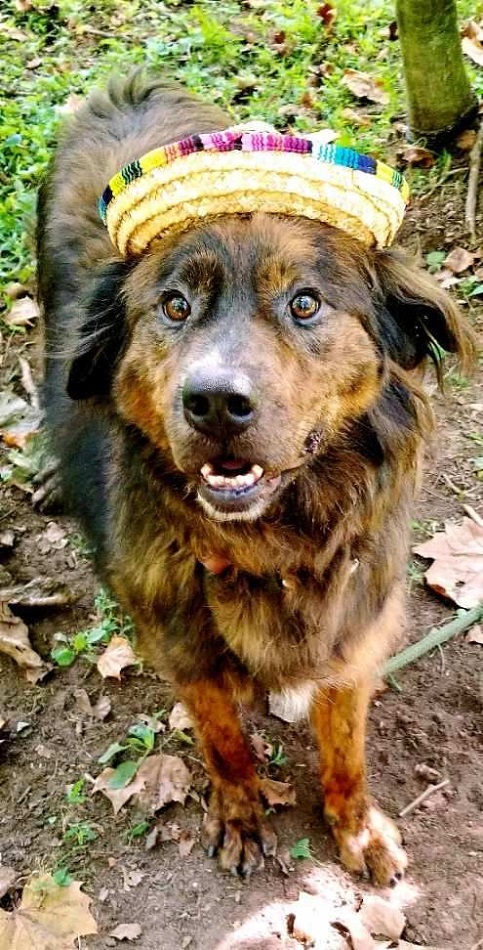 Louie, an adoptable Border Collie in Capon Bridge, WV, 26711 | Photo Image 1