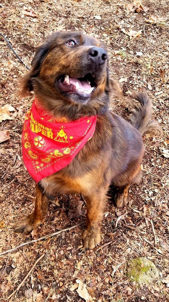 Louie photo 3