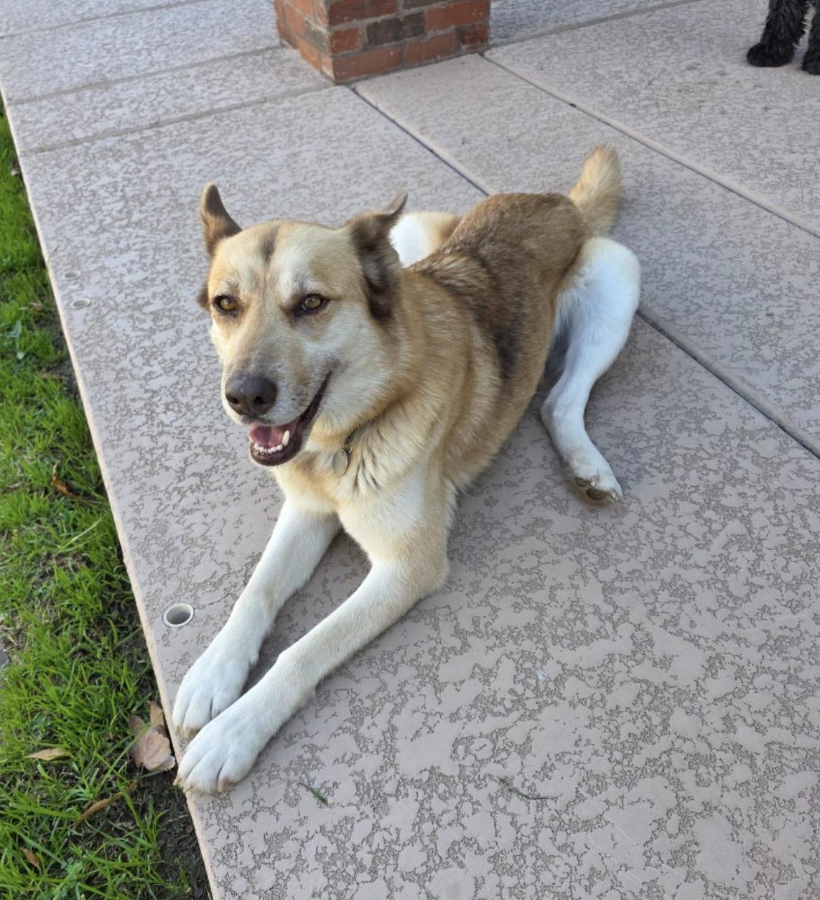 Enlarge Emmy, a ADOPTABLE mixed breed in Scottsdale, AZ image 1/5