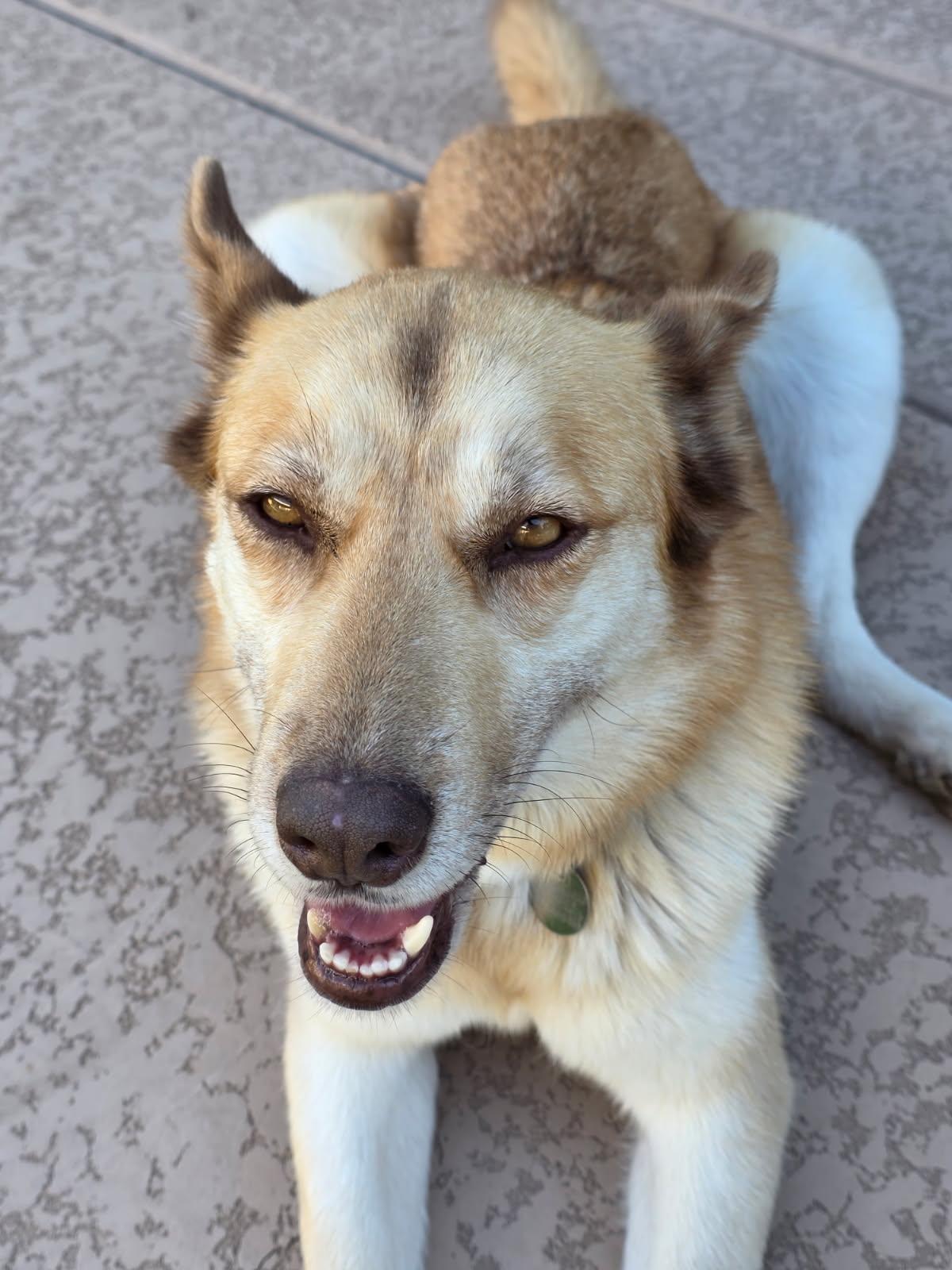 Enlarge Emmy, a ADOPTABLE mixed breed in Scottsdale, AZ image 2/5