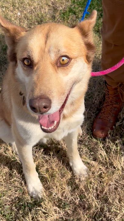 Enlarge Emmy, a ADOPTABLE mixed breed in Scottsdale, AZ video 3/5