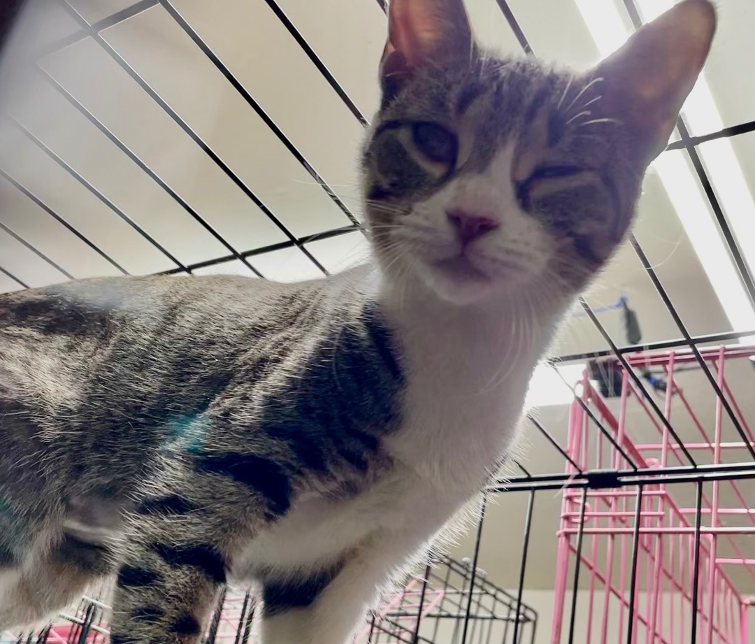 Wren, an adoptable Tabby, American Shorthair in New Orleans, LA, 70175 | Photo Image 1