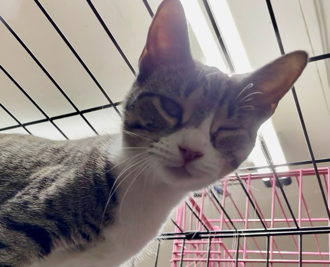 Enlarge Wren, a Adoptable mixed breed in New Orleans, LA image 2/2