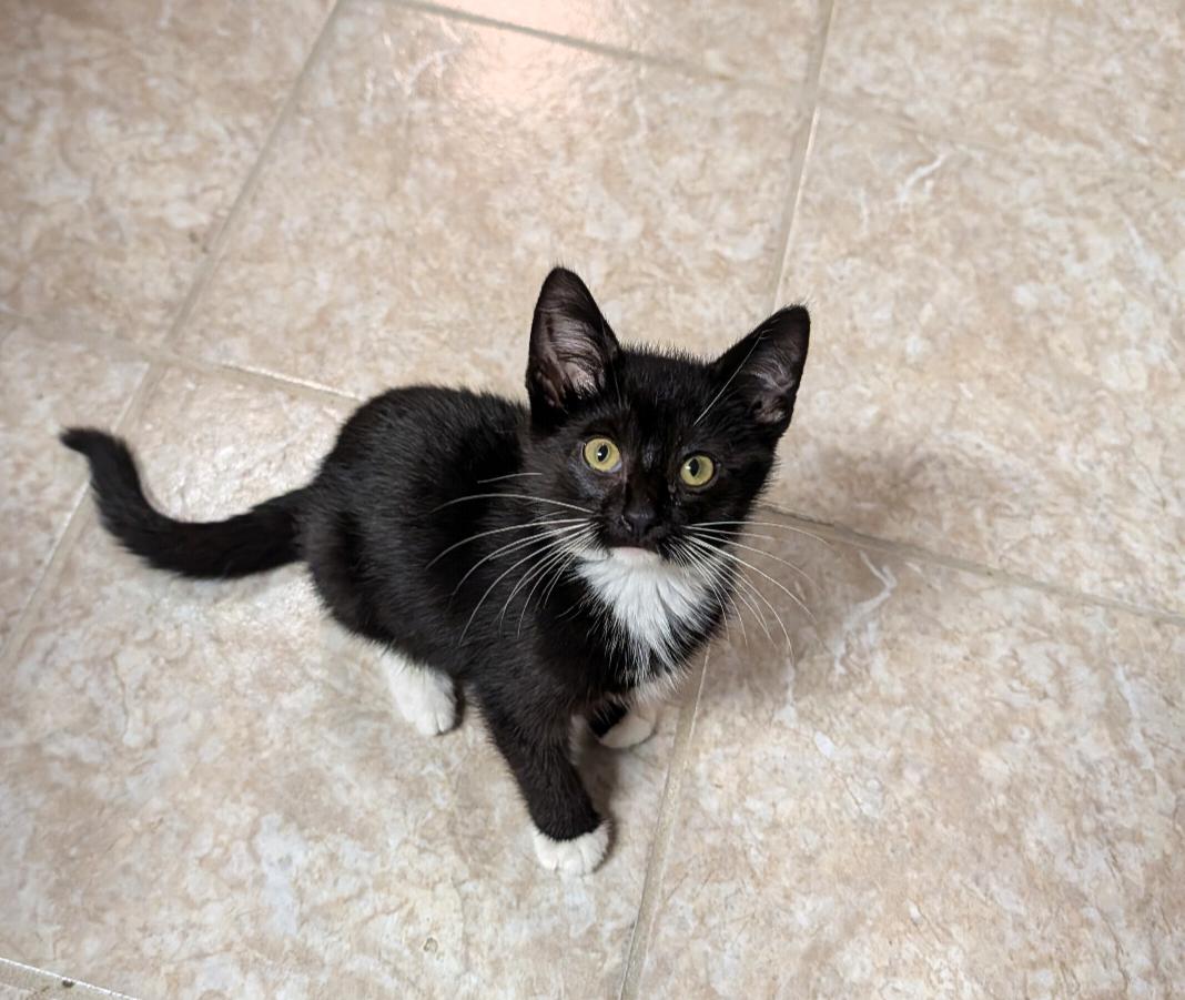 Hondo, ADOPTABLE, Kitten Male Domestic Medium Hair.