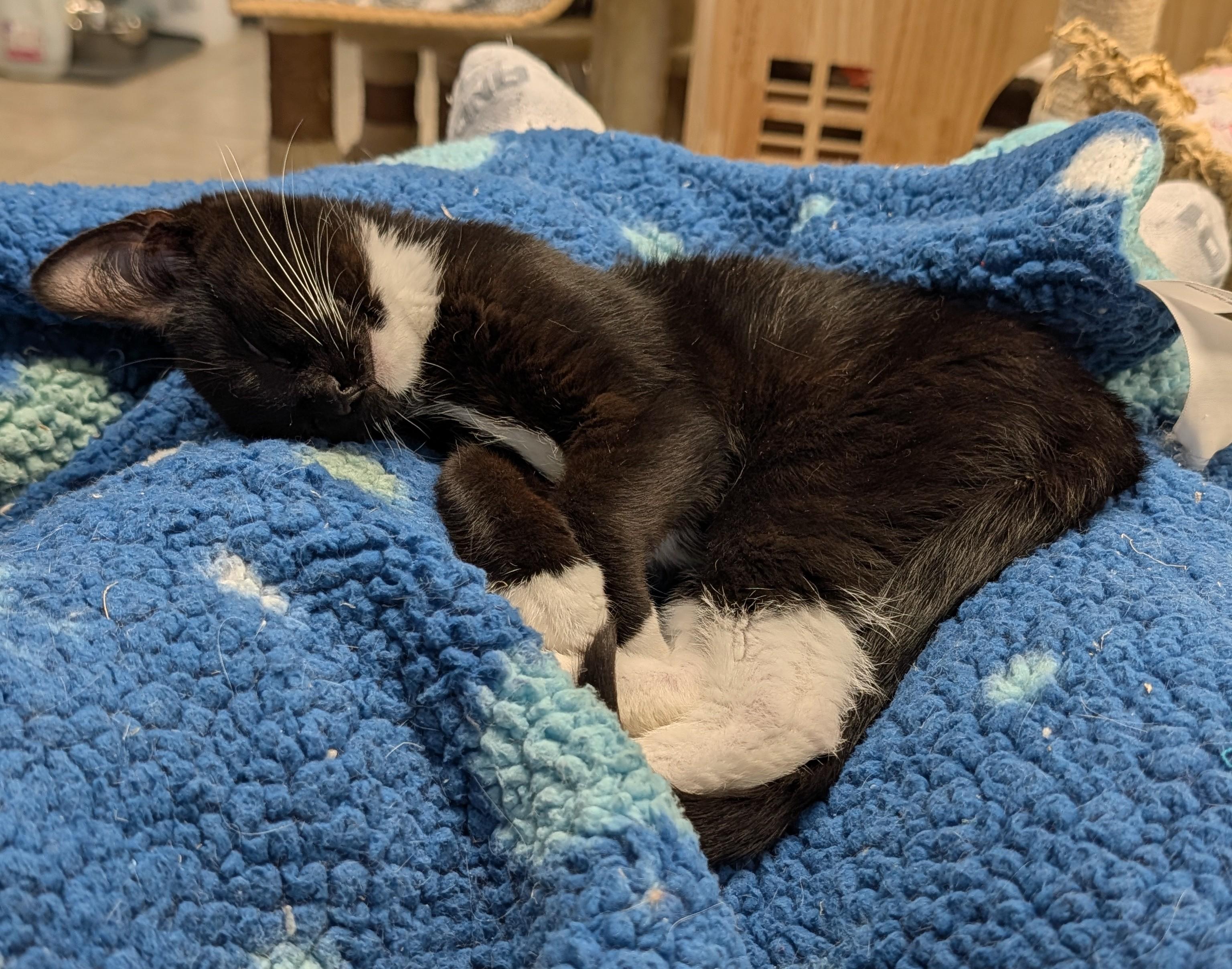 Hondo, Adoptable, Kitten Male Domestic Medium Hair.