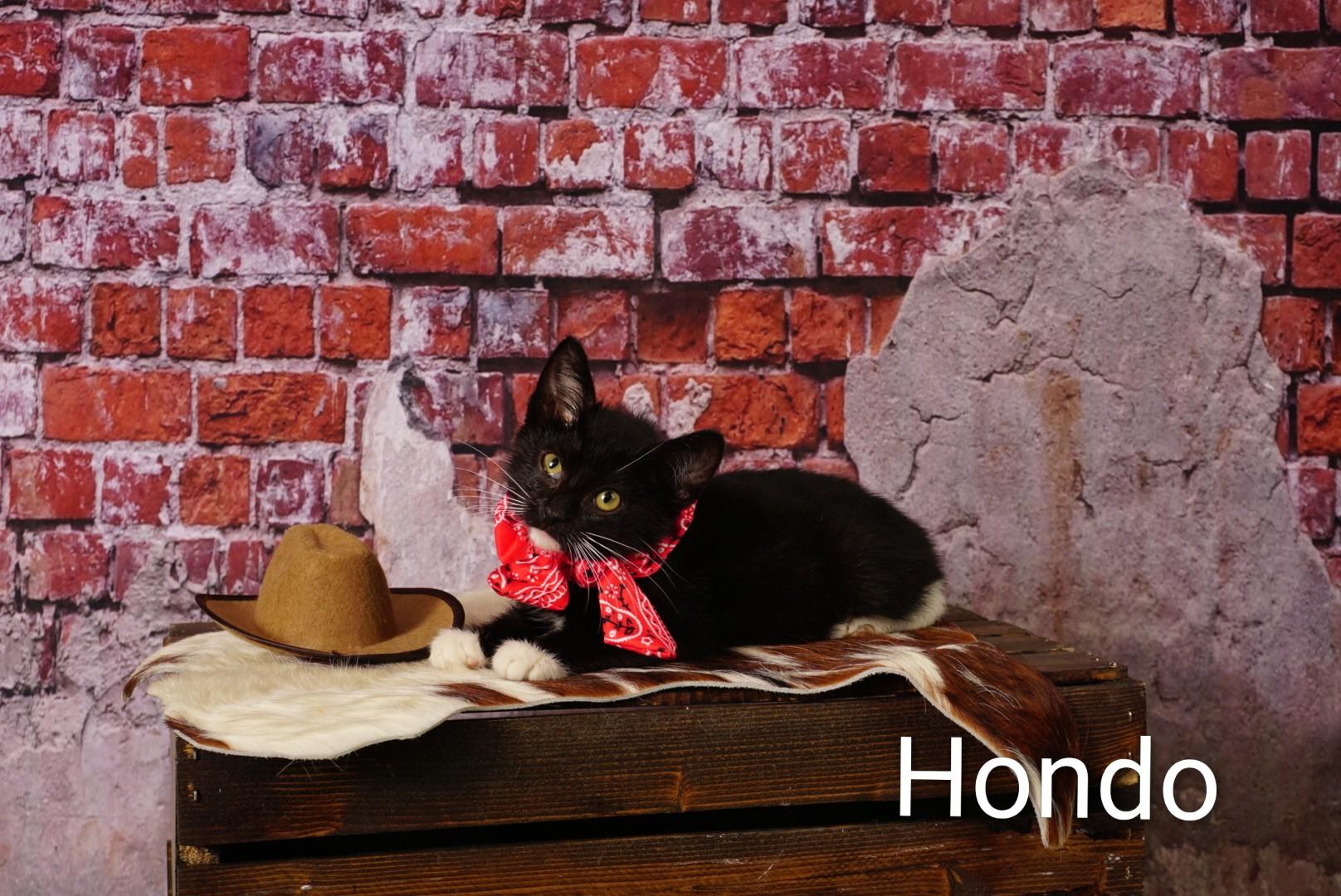 Hondo, a ADOPTABLE Domestic Medium Hair in Waterloo, IA image 2/2