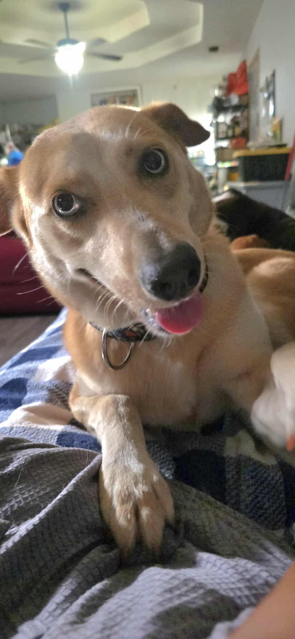 Cookie, a ADOPTABLE mixed breed in New Milford, CT image 2/5