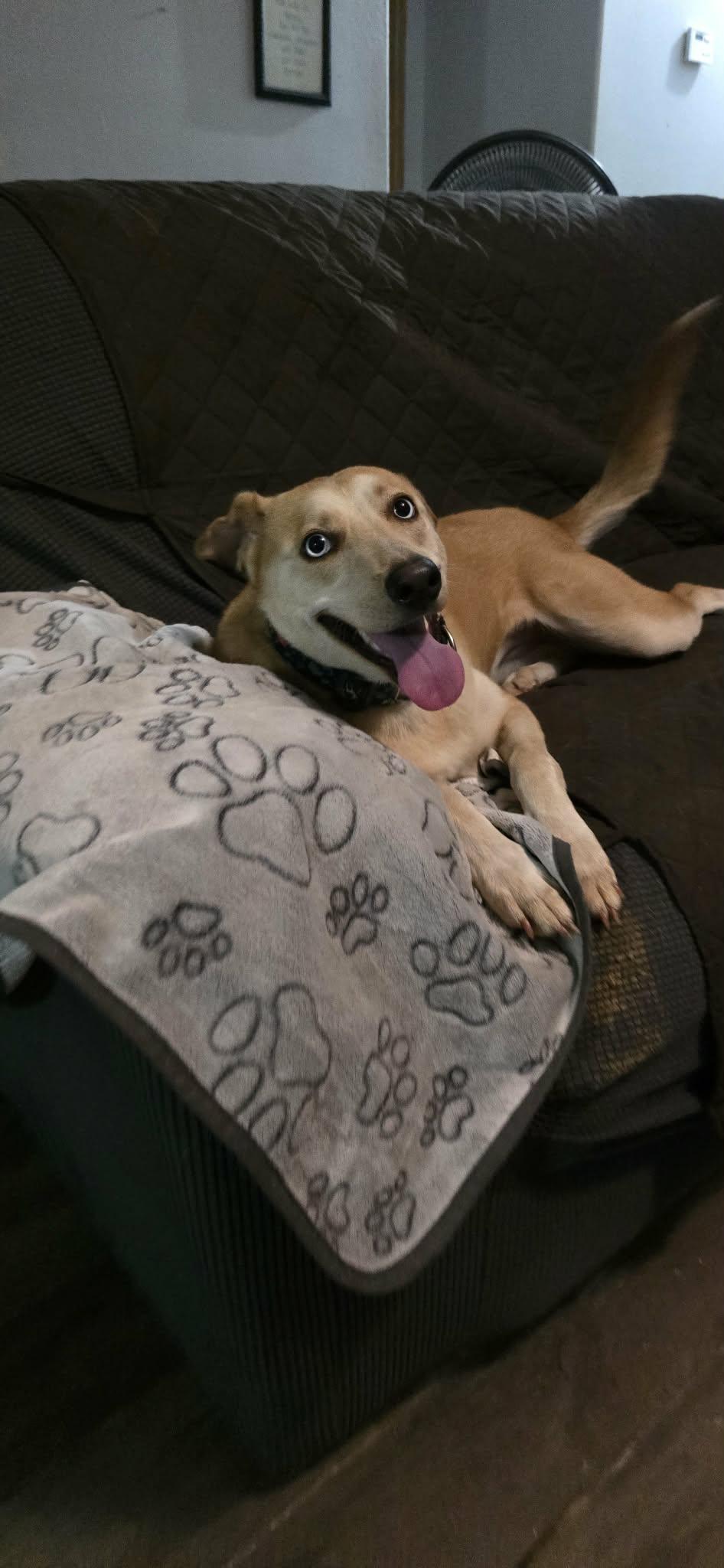 Cookie, a ADOPTABLE mixed breed in New Milford, CT image 3/5