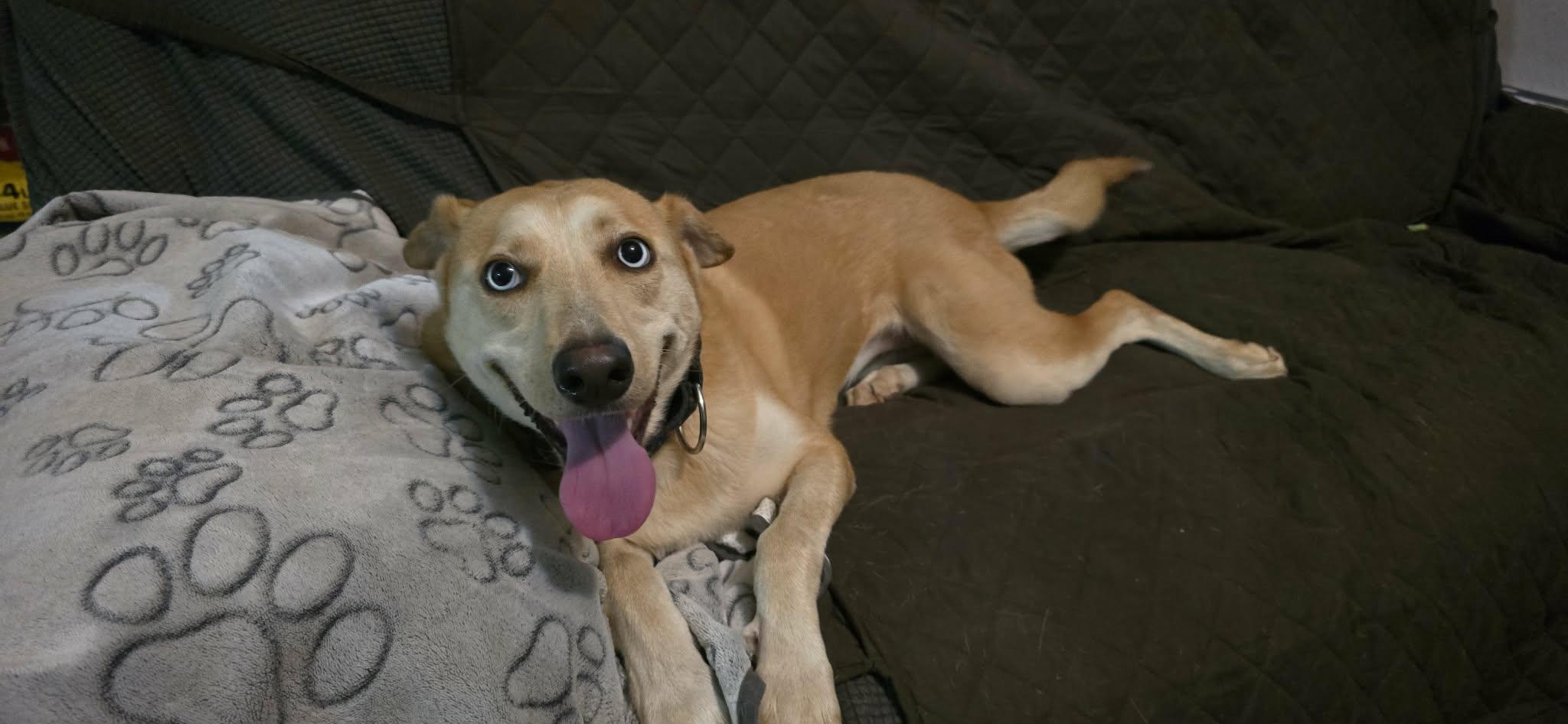 Cookie, a ADOPTABLE mixed breed in New Milford, CT image 5/5