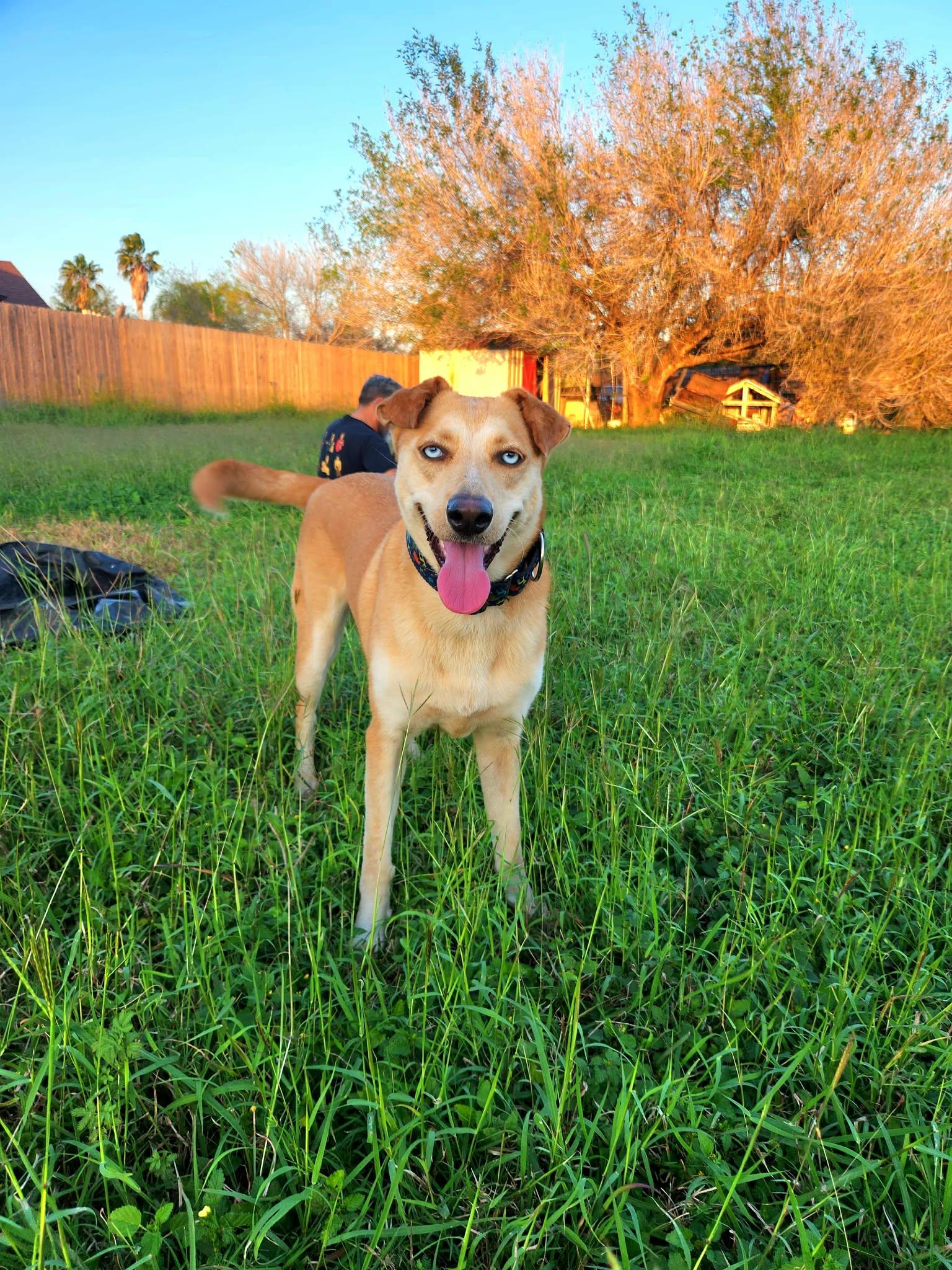 Cookie, a ADOPTABLE mixed breed in New Milford, CT image 1/5