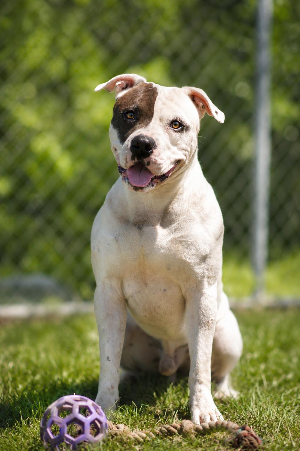 Enlarge 094-26 Spillman, a ADOPTABLE mixed breed in Cambridge, OH image 1/6