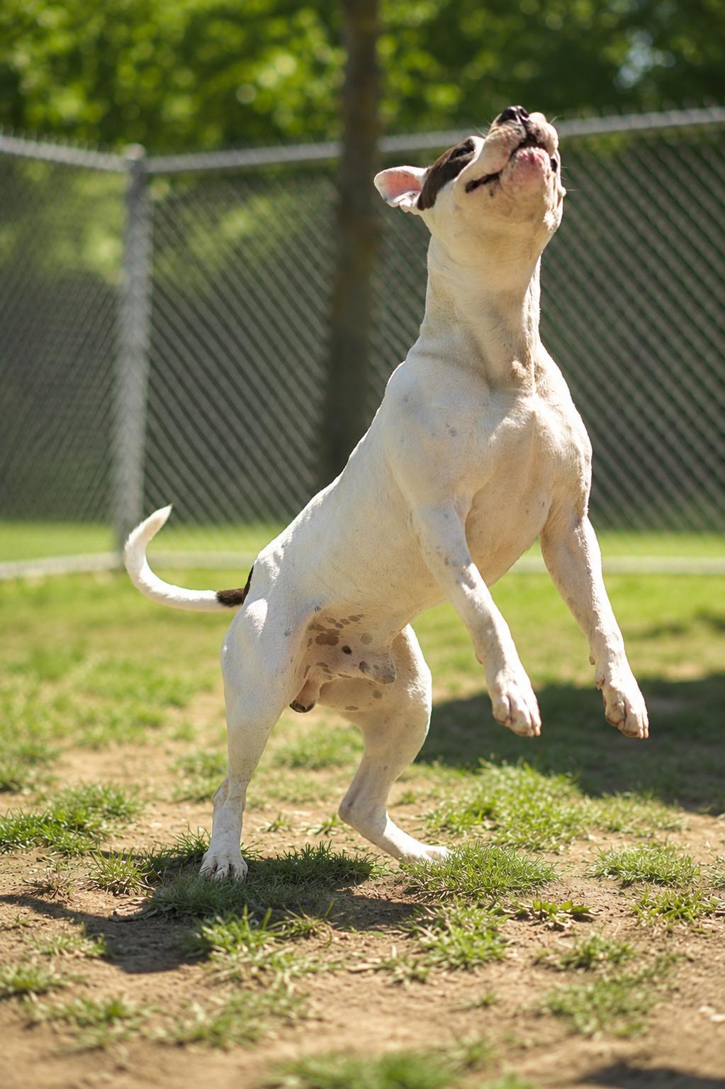 Enlarge 094-26 Spillman, a ADOPTABLE mixed breed in Cambridge, OH image 2/6