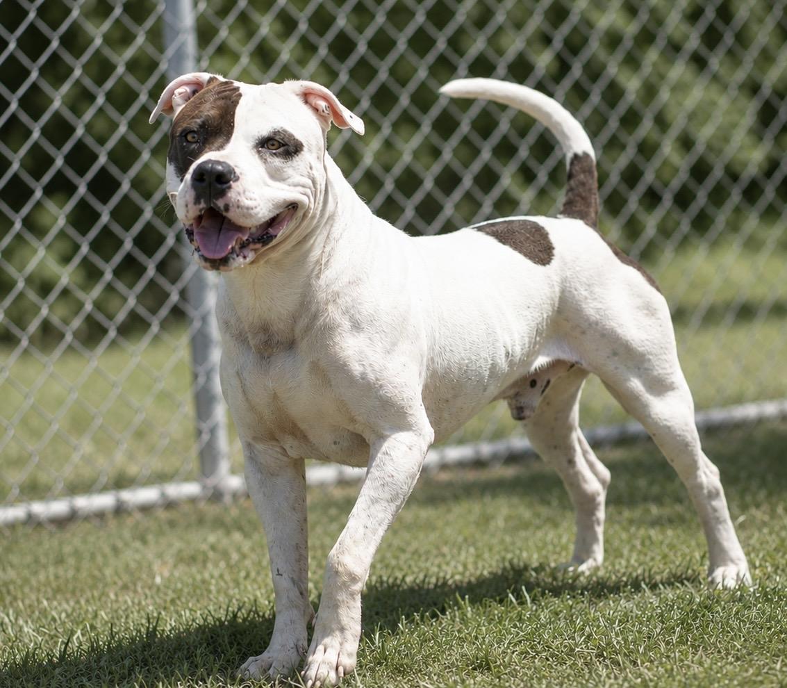 Enlarge 094-26 Spillman, a ADOPTABLE mixed breed in Cambridge, OH image 3/6