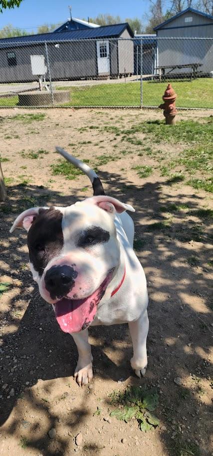 Enlarge 094-26 Spillman, a ADOPTABLE mixed breed in Cambridge, OH image 3/5