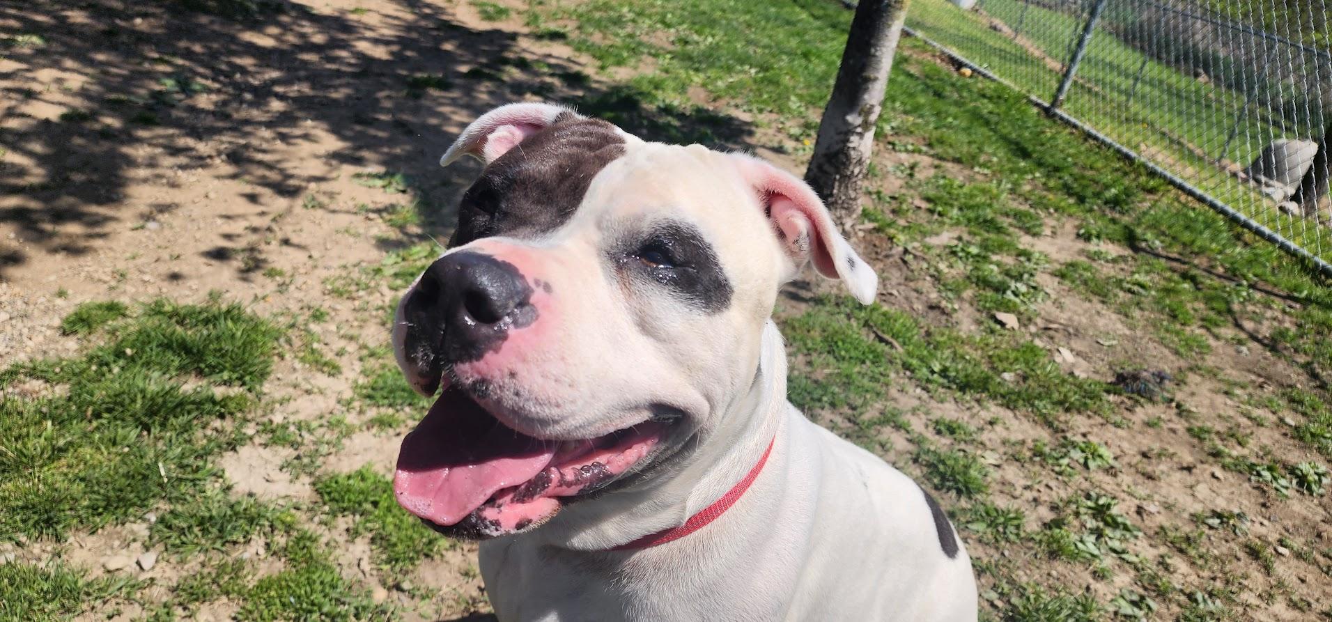 Enlarge 094-26 Spillman, a ADOPTABLE mixed breed in Cambridge, OH image 4/5