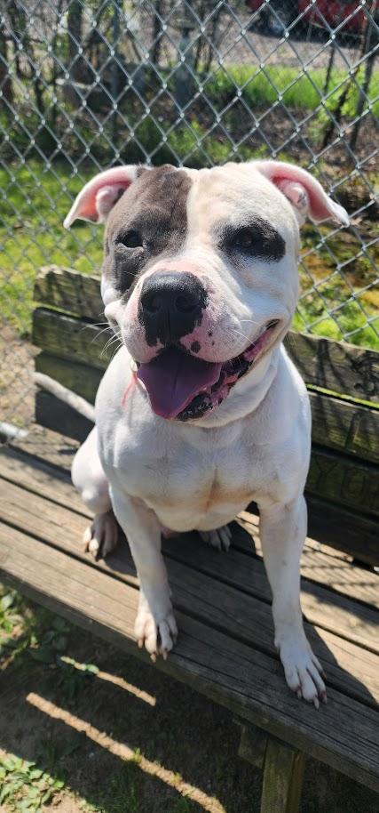 Enlarge 094-26 Spillman, a ADOPTABLE mixed breed in Cambridge, OH image 2/5