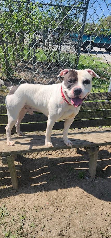 Enlarge 094-26 Spillman, a ADOPTABLE mixed breed in Cambridge, OH image 5/5