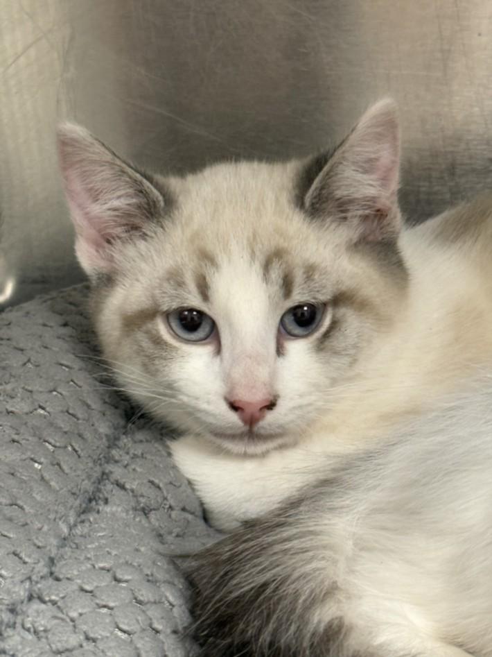 Enlarge A209369, a Adoptable Domestic Medium Hair in Olivehurst, CA image 1/1