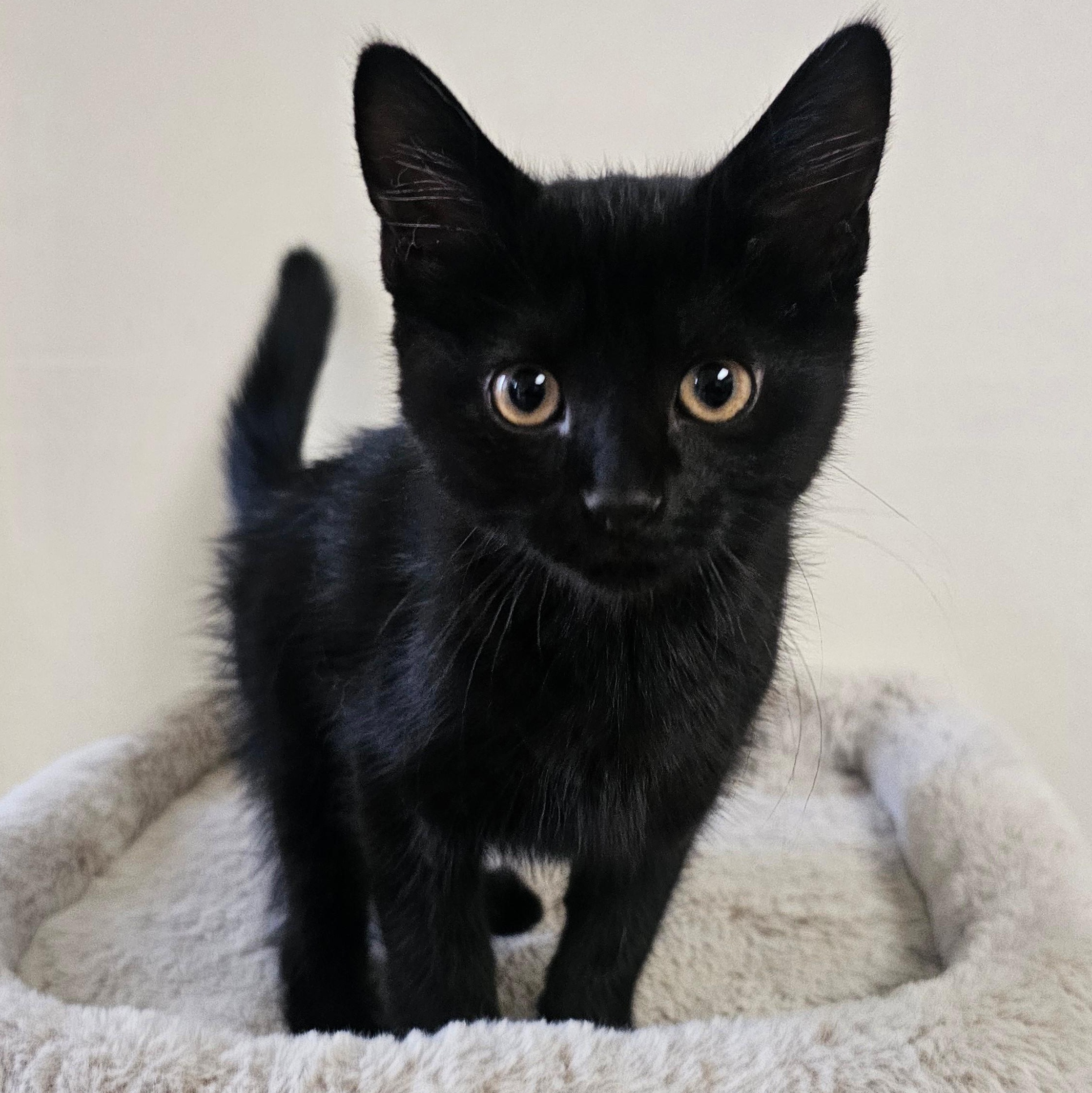 Jules (with Rue), adopted, Kitten Female Domestic Short Hair.