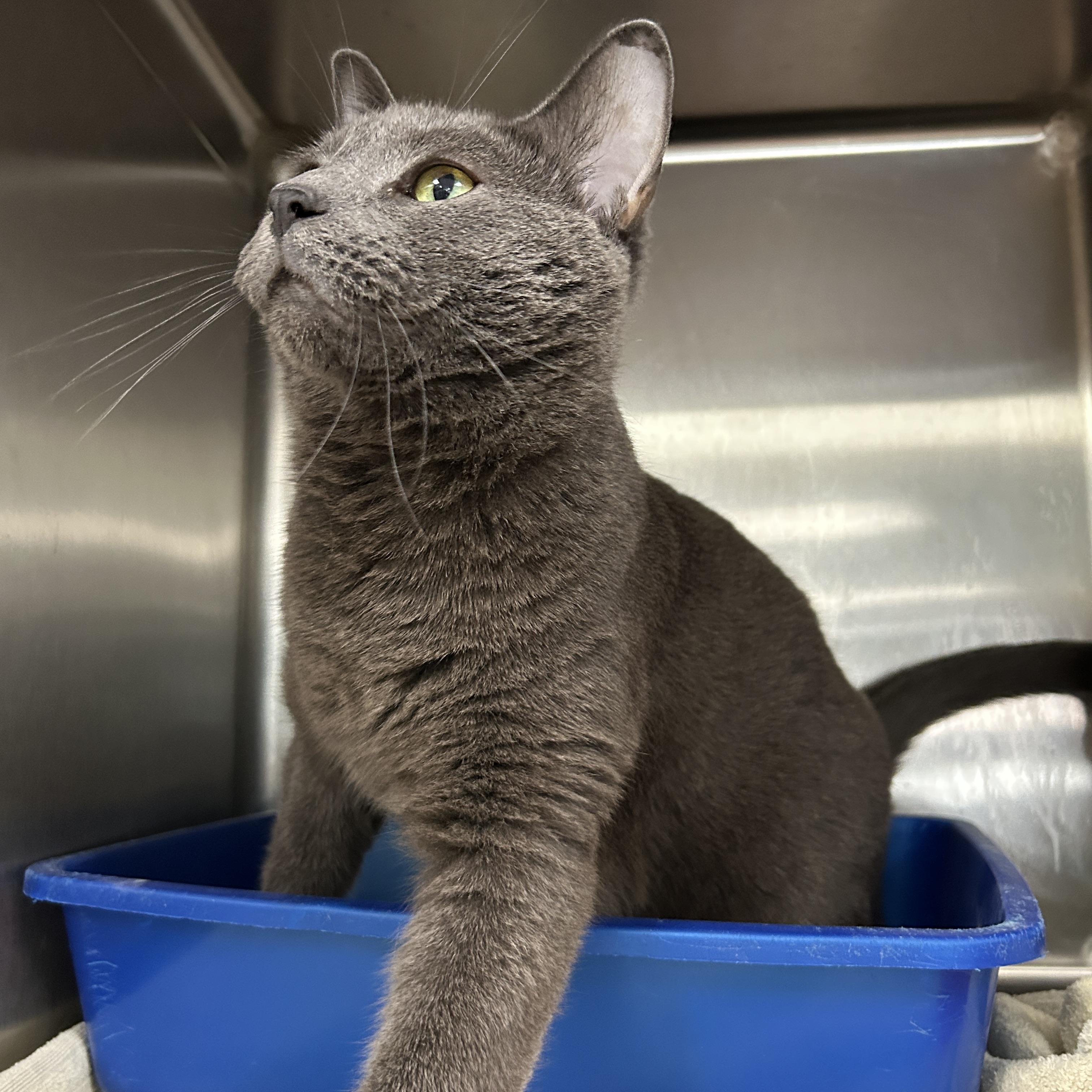 Enlarge Ron Burgundy, an adopted Domestic Short Hair in La Grange Park, IL image 1/1