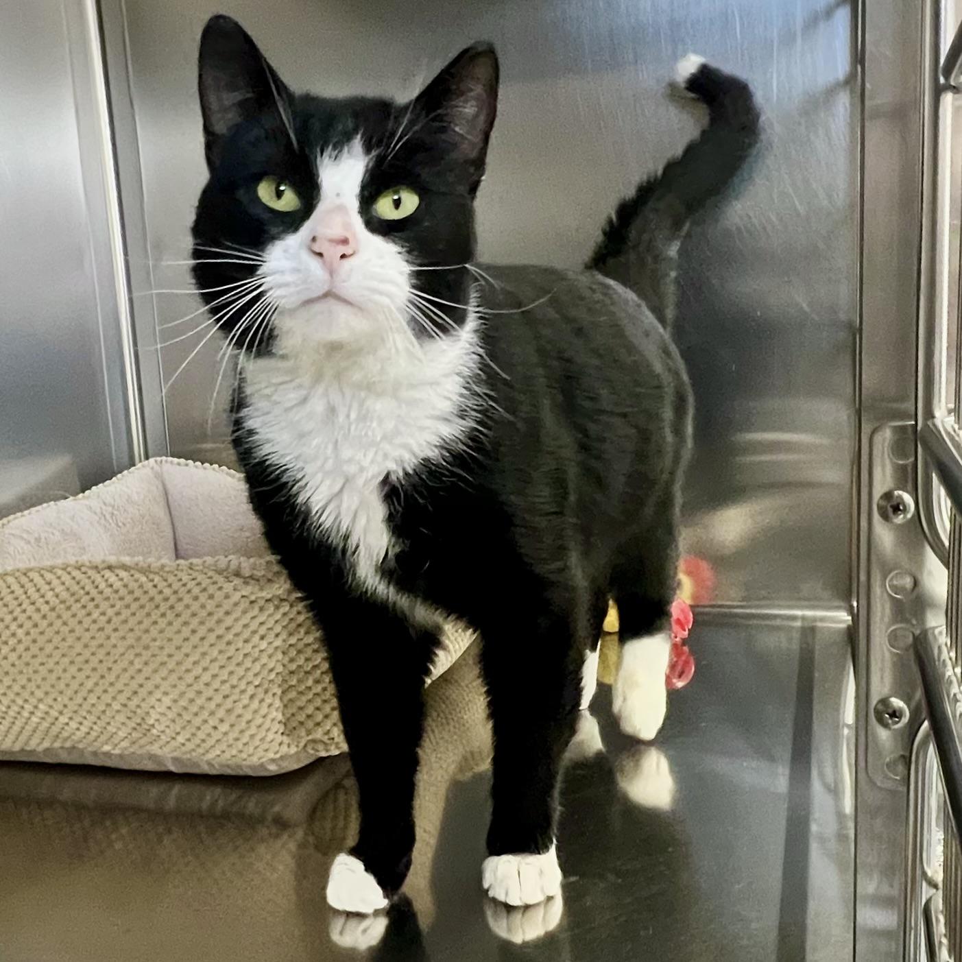 Enlarge Perry, an adopted Domestic Short Hair in St Stephen, NB image 1/2