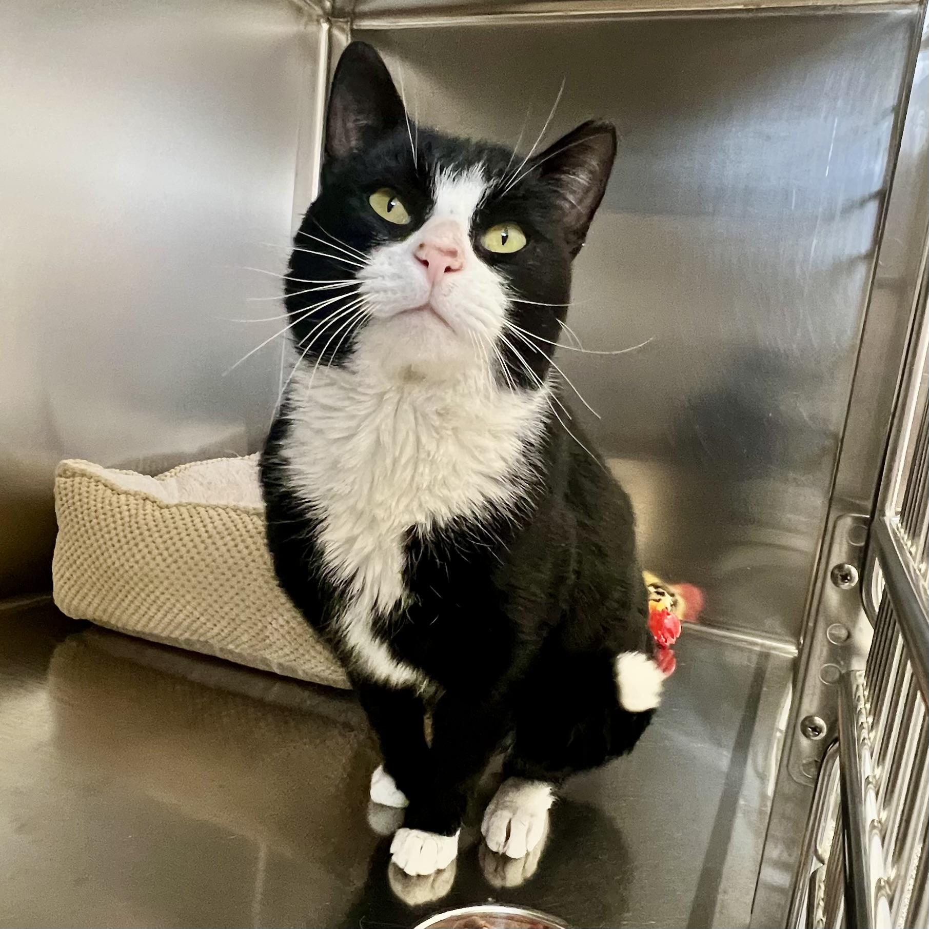 Enlarge Perry, an adopted Domestic Short Hair in St Stephen, NB image 2/2