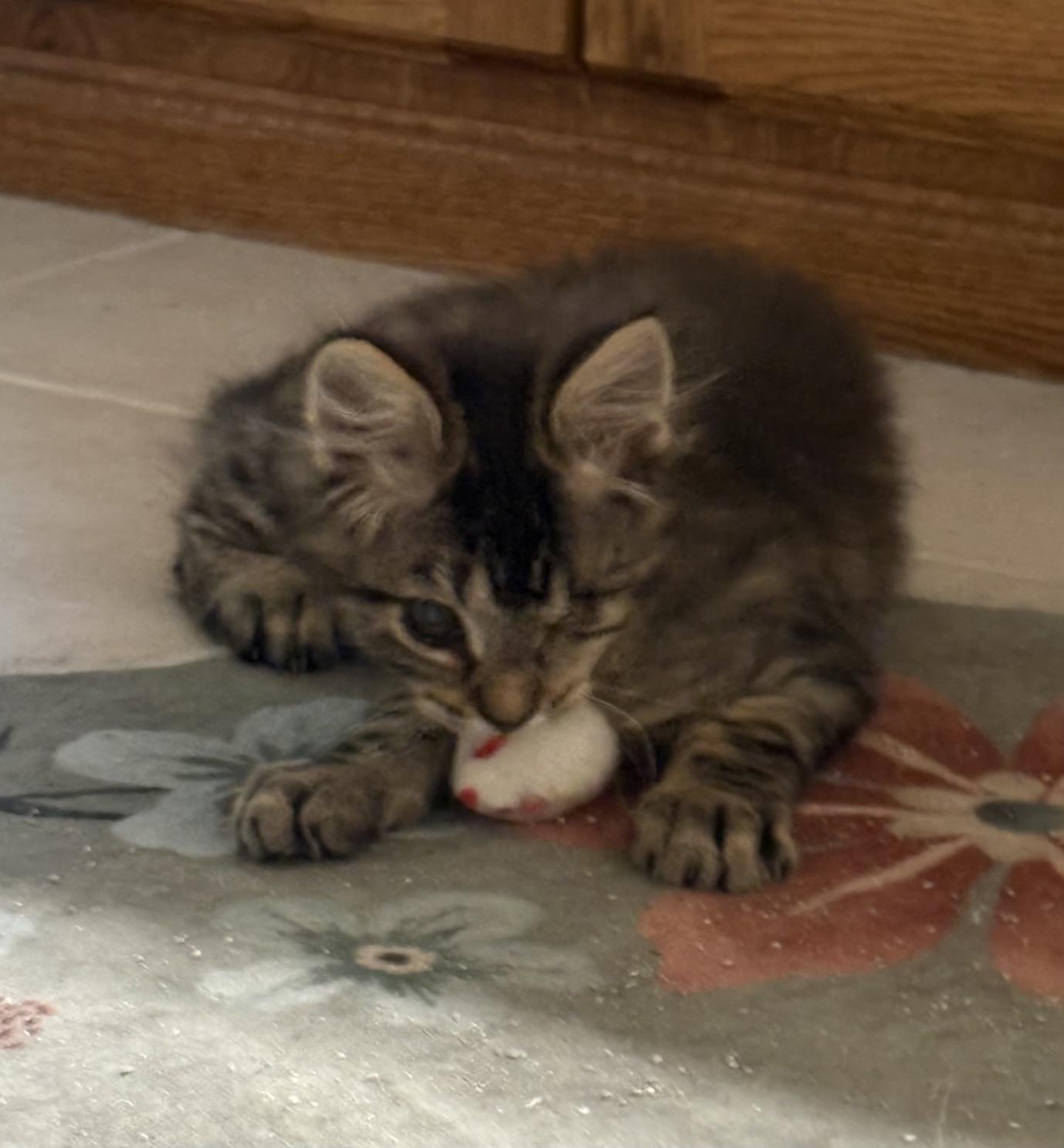 Enlarge Perdito, a ADOPTABLE Domestic Short Hair in Kenosha , WI image 3/4
