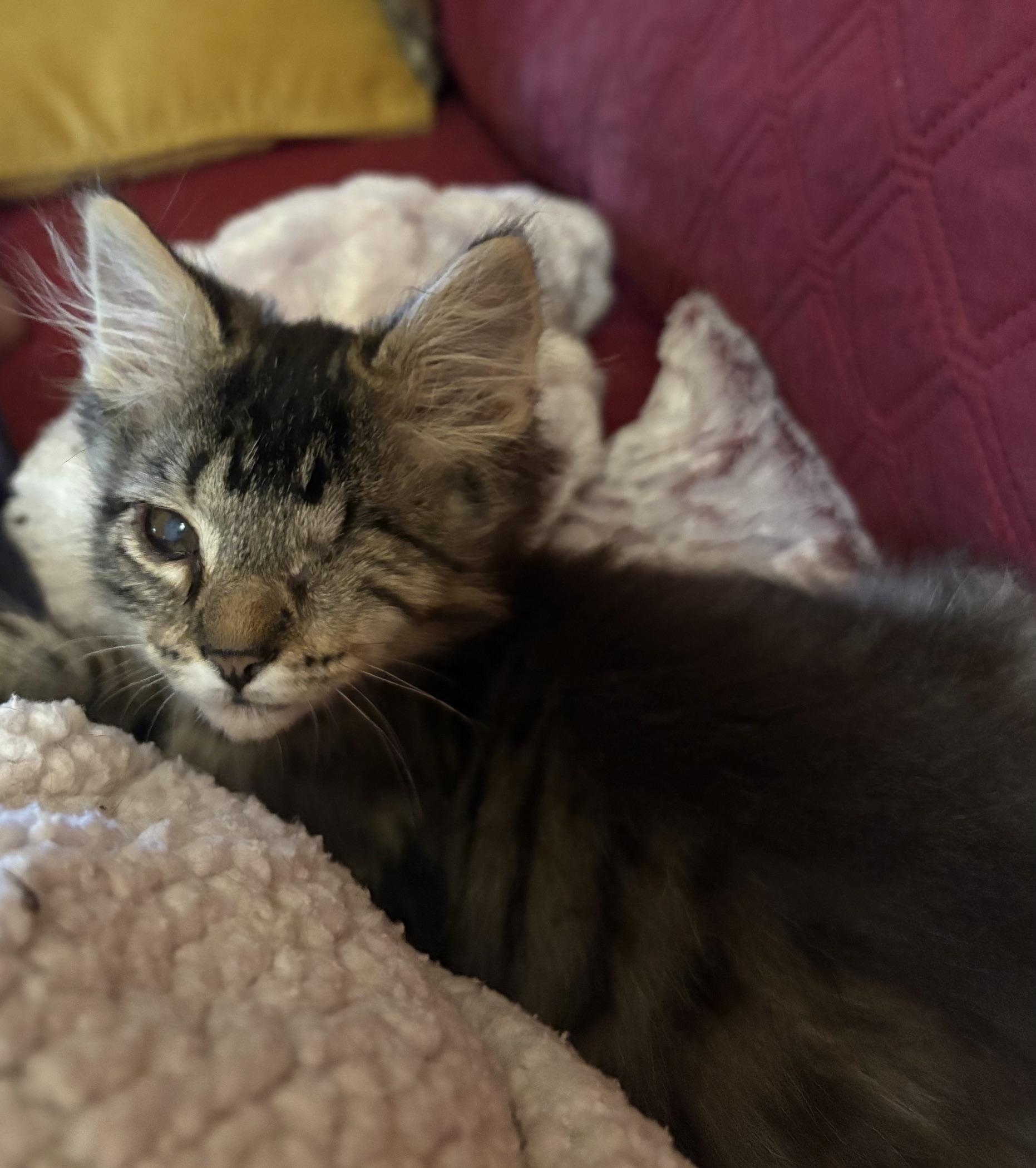 Perdito, ADOPTABLE, Young Male Domestic Short Hair.