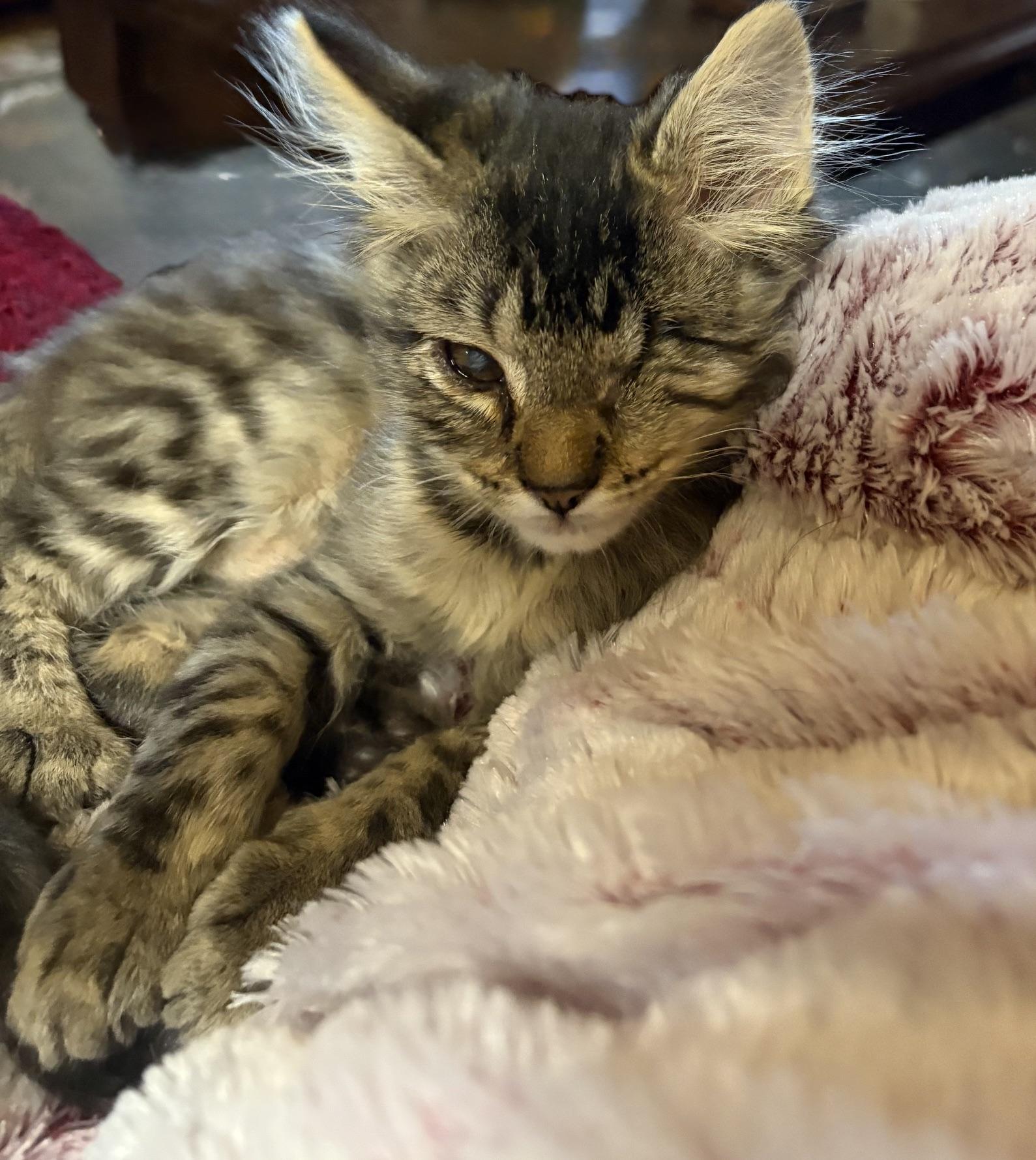 Enlarge Perdito, a ADOPTABLE Domestic Short Hair in Kenosha , WI image 2/4