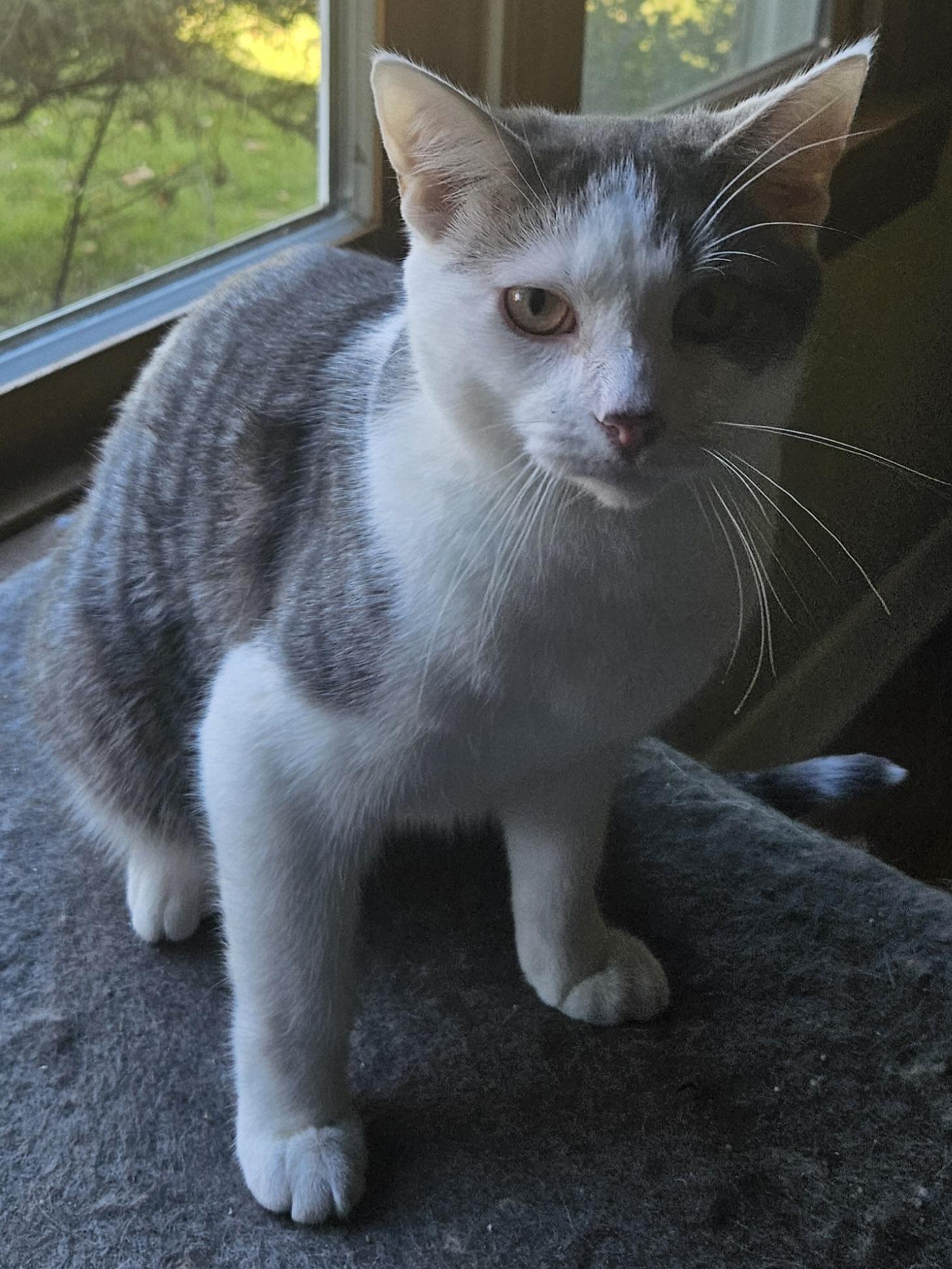 Enlarge MR. MEOWGI, a Adoptable Domestic Short Hair in Chicago Ridge, IL image 2/3