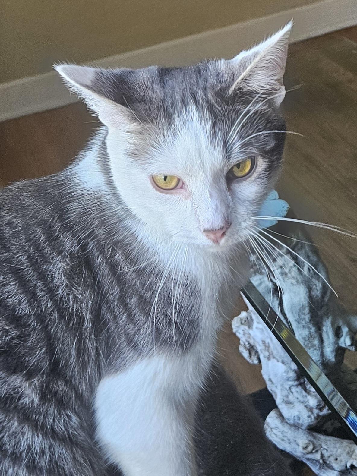 Enlarge MR. MEOWGI, a Adoptable Domestic Short Hair in Chicago Ridge, IL image 3/3