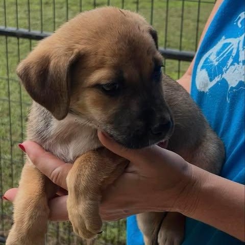 Julie (Friday Night Lights Litter)