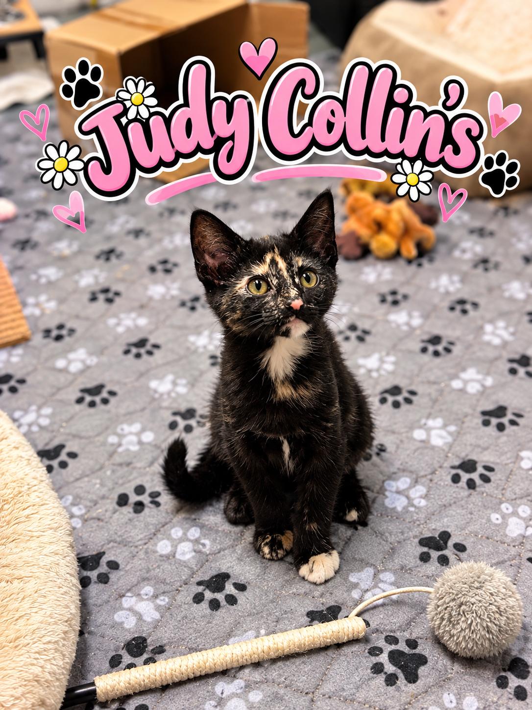 Judy Collins, Adoptable, Kitten Female Domestic Short Hair.