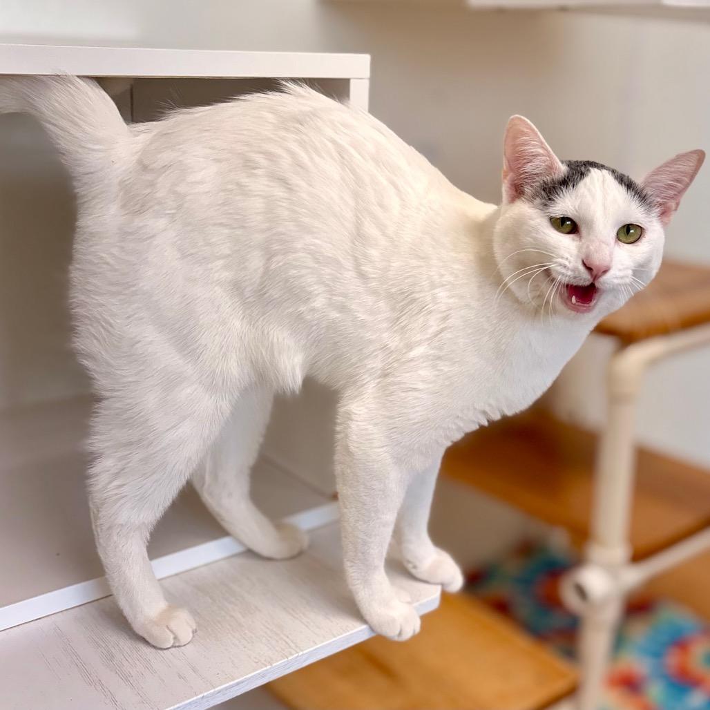 Greta — thumbnail 2