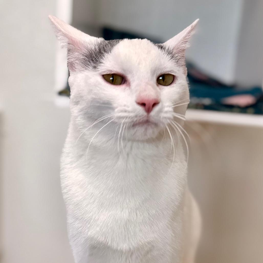 Greta — thumbnail 4