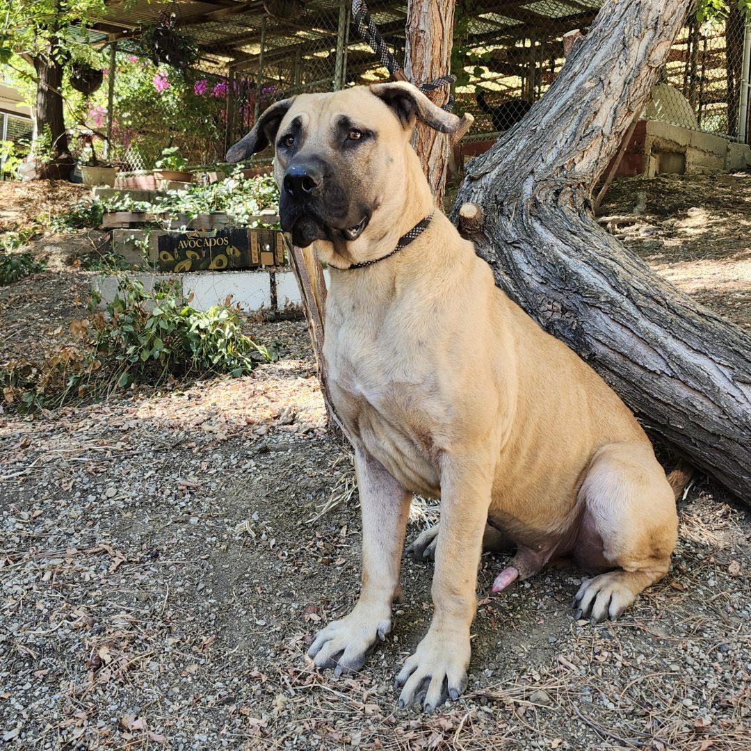 Enlarge Stanley, a Adopted Mastiff in Burbank, CA image 4/6