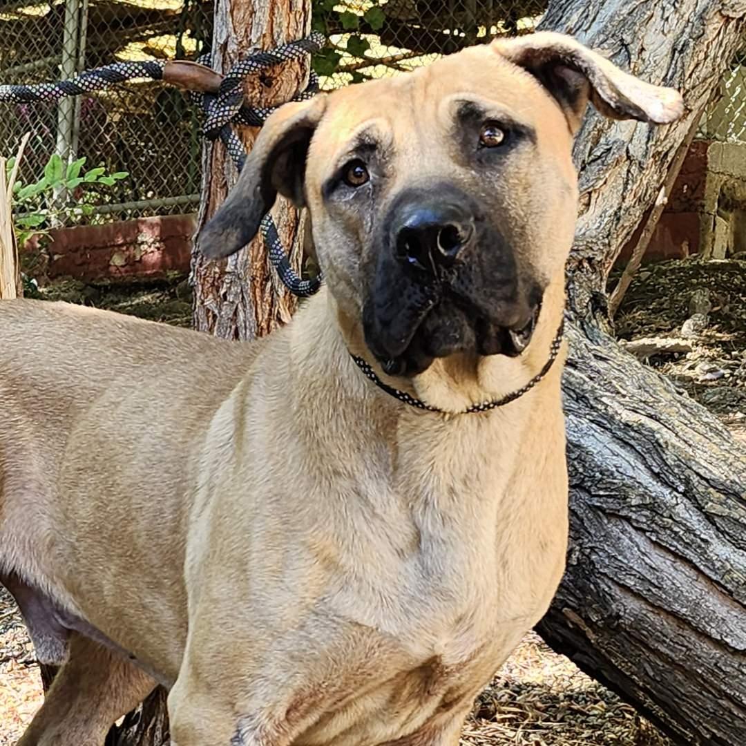 Enlarge Stanley, a Adopted Mastiff in Burbank, CA image 1/6