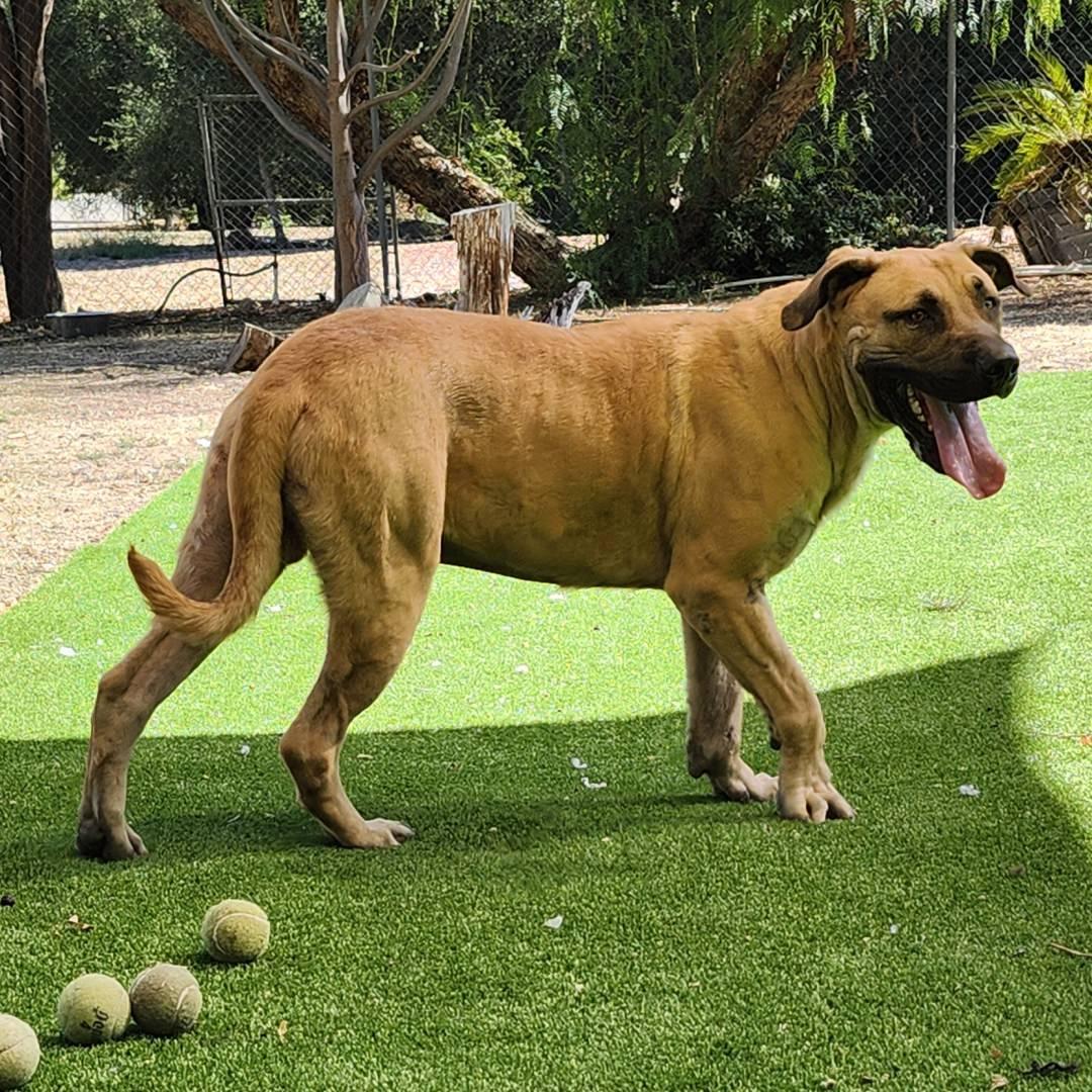 Enlarge Stanley, a Adopted Mastiff in Burbank, CA image 6/6