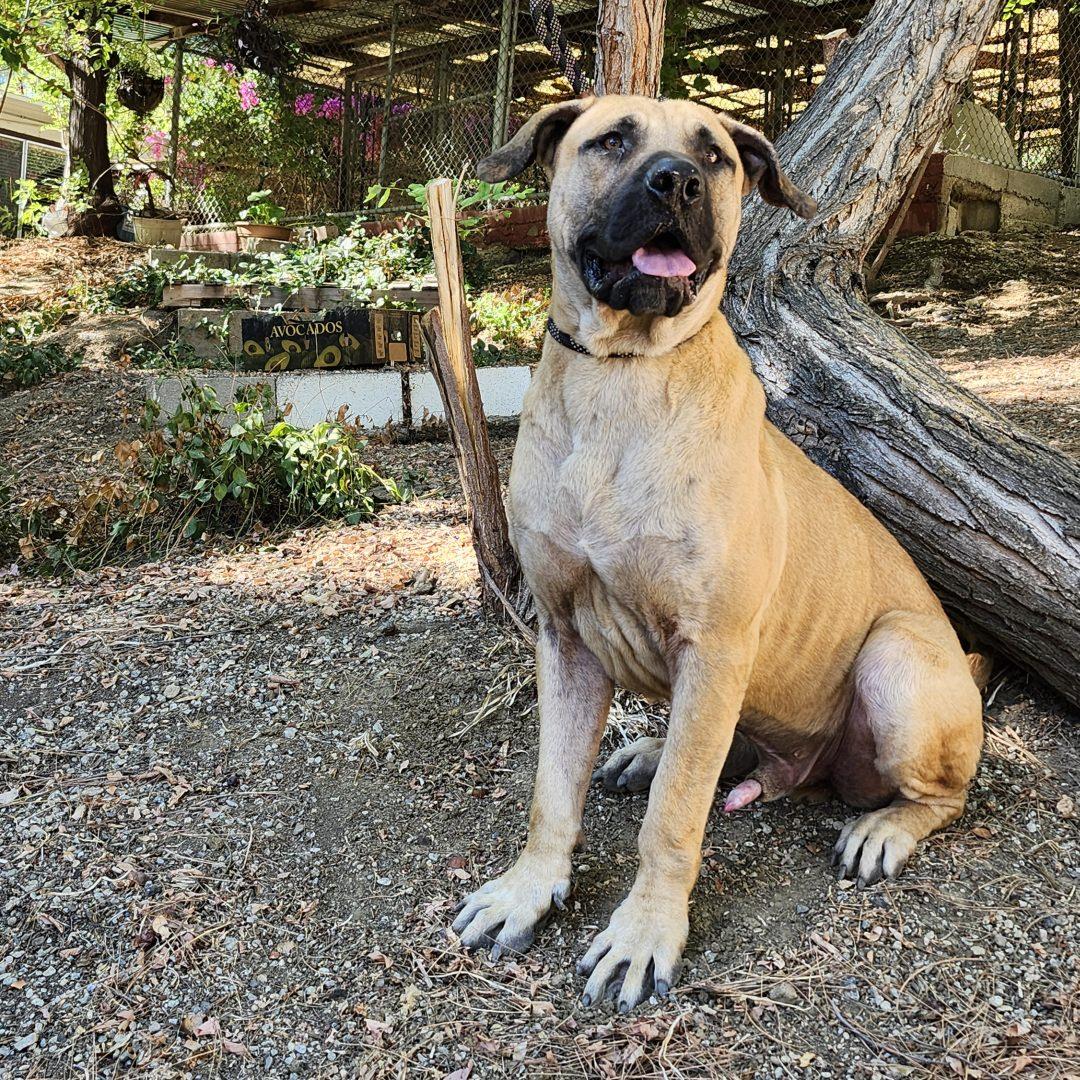 Enlarge Stanley, a Adopted Mastiff in Burbank, CA image 2/6