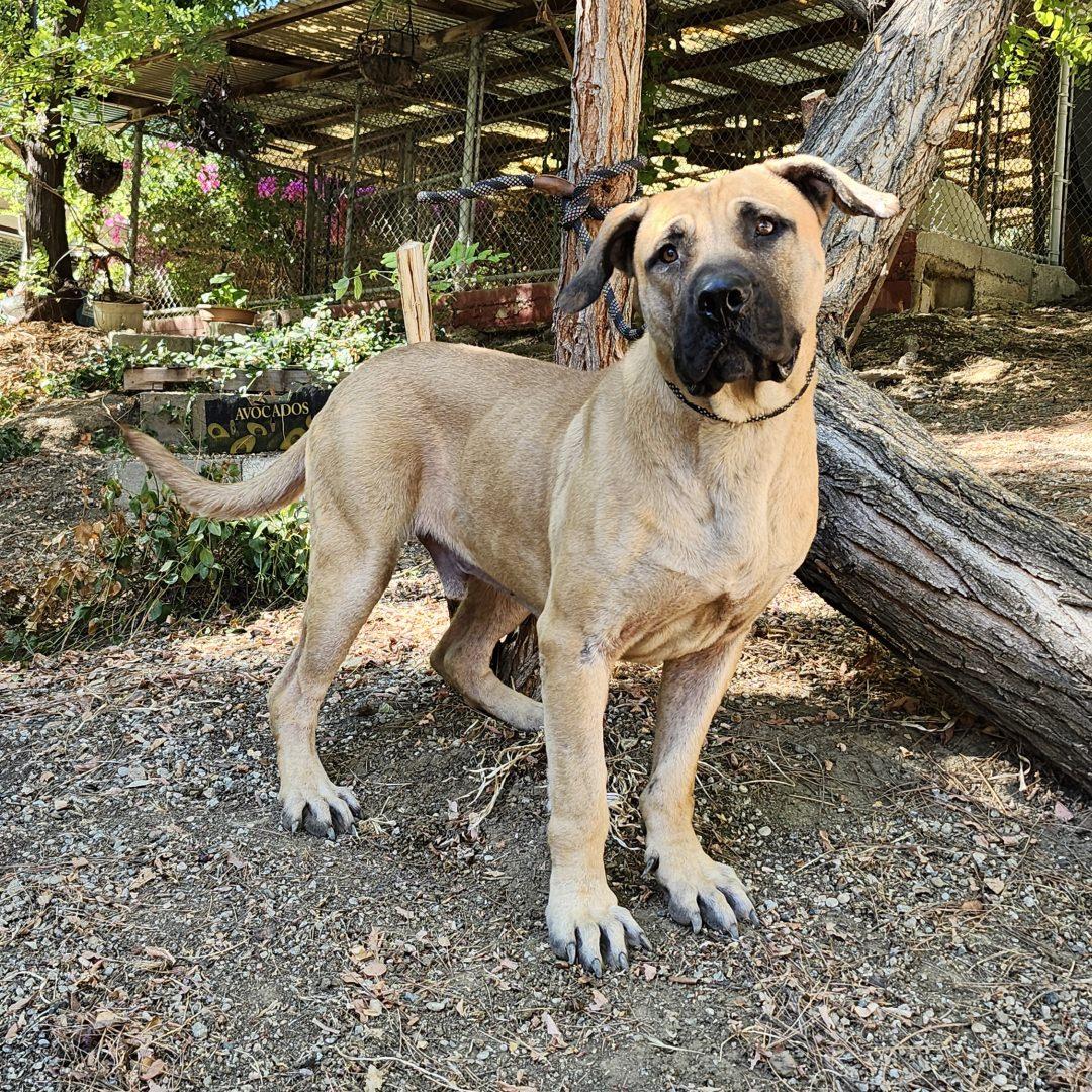 Enlarge Stanley, a Adopted Mastiff in Burbank, CA image 5/6