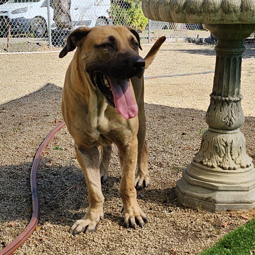 Enlarge Stanley, a Adopted Mastiff in Burbank, CA image 3/6