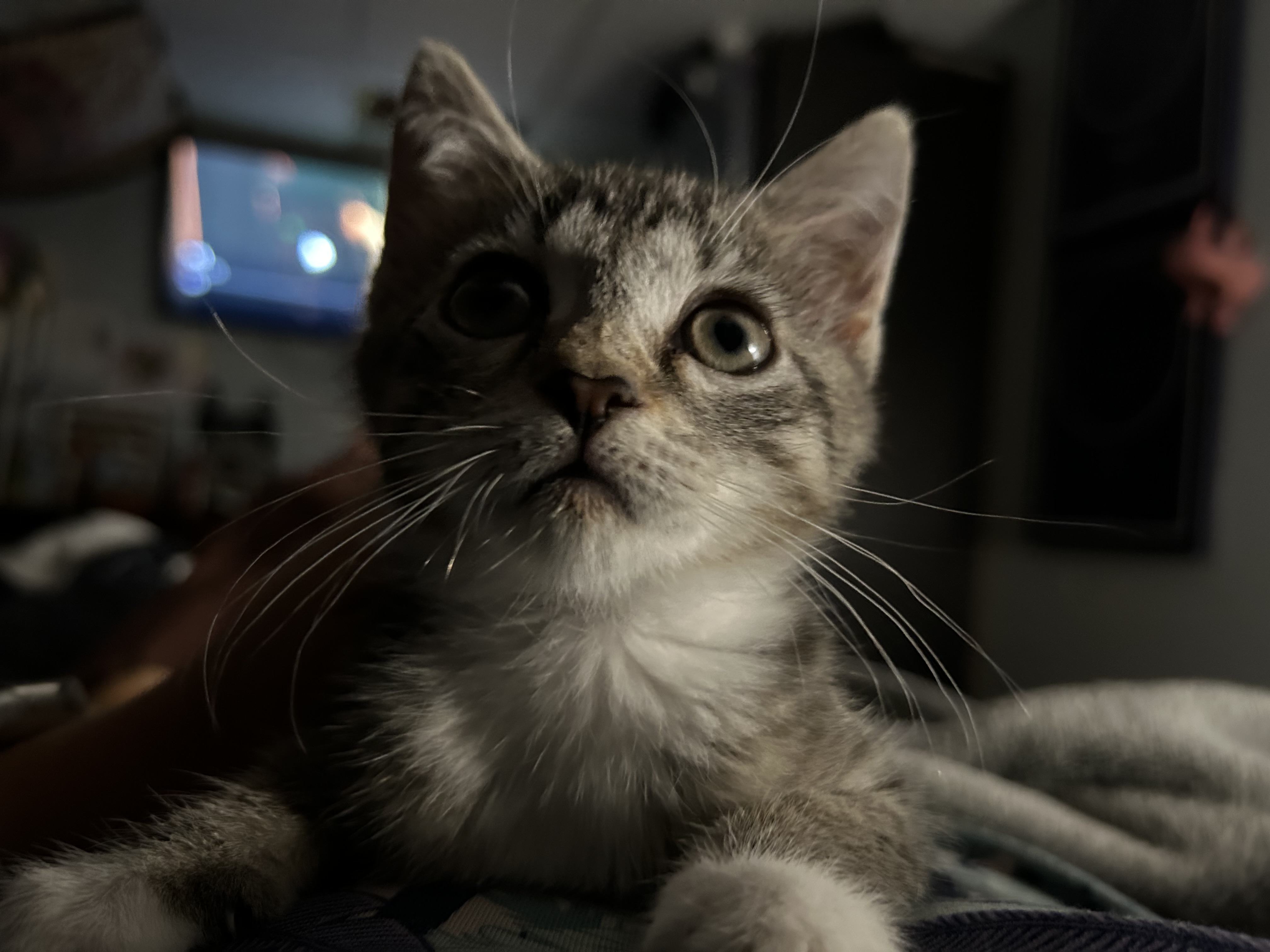 Cat for adoption Imane aka Mani, a Domestic Short Hair in Chesapeake