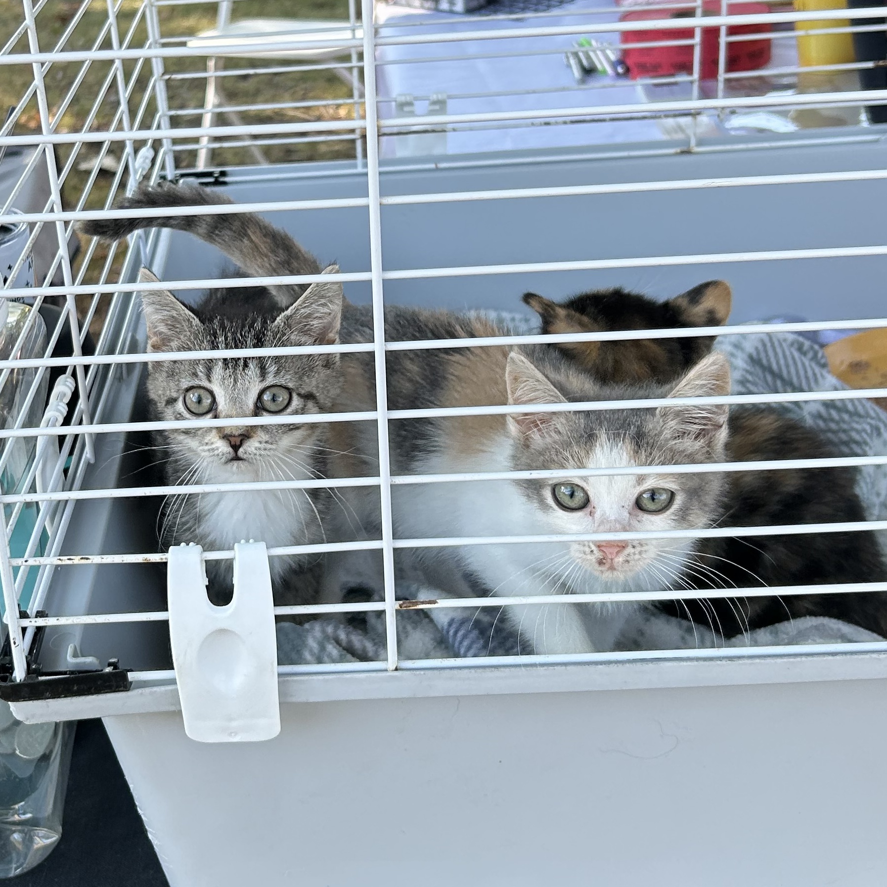 Cat for adoption Imane aka Mani, a Domestic Short Hair in Chesapeake