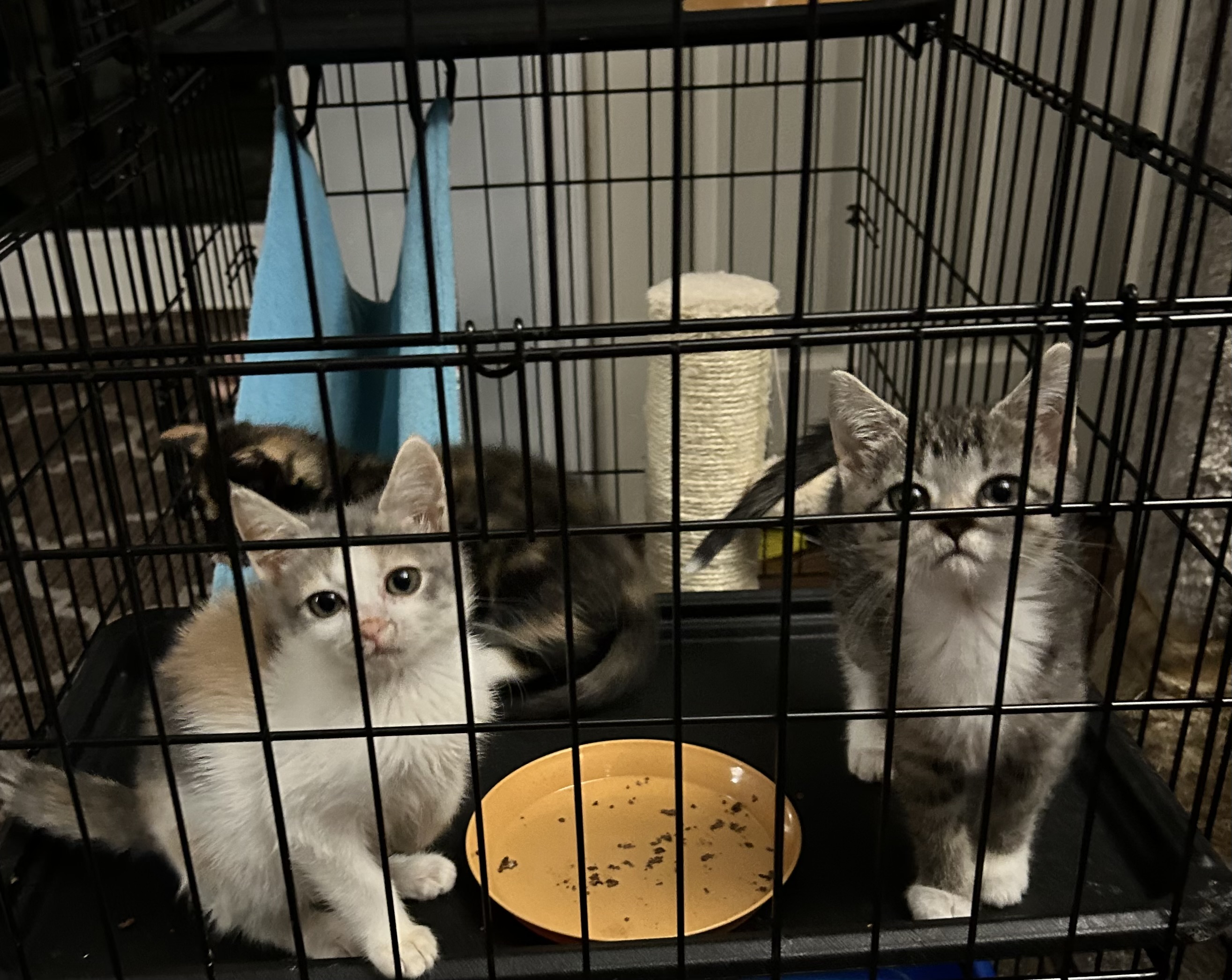 Cat for adoption Imane aka Mani, a Domestic Short Hair in Chesapeake