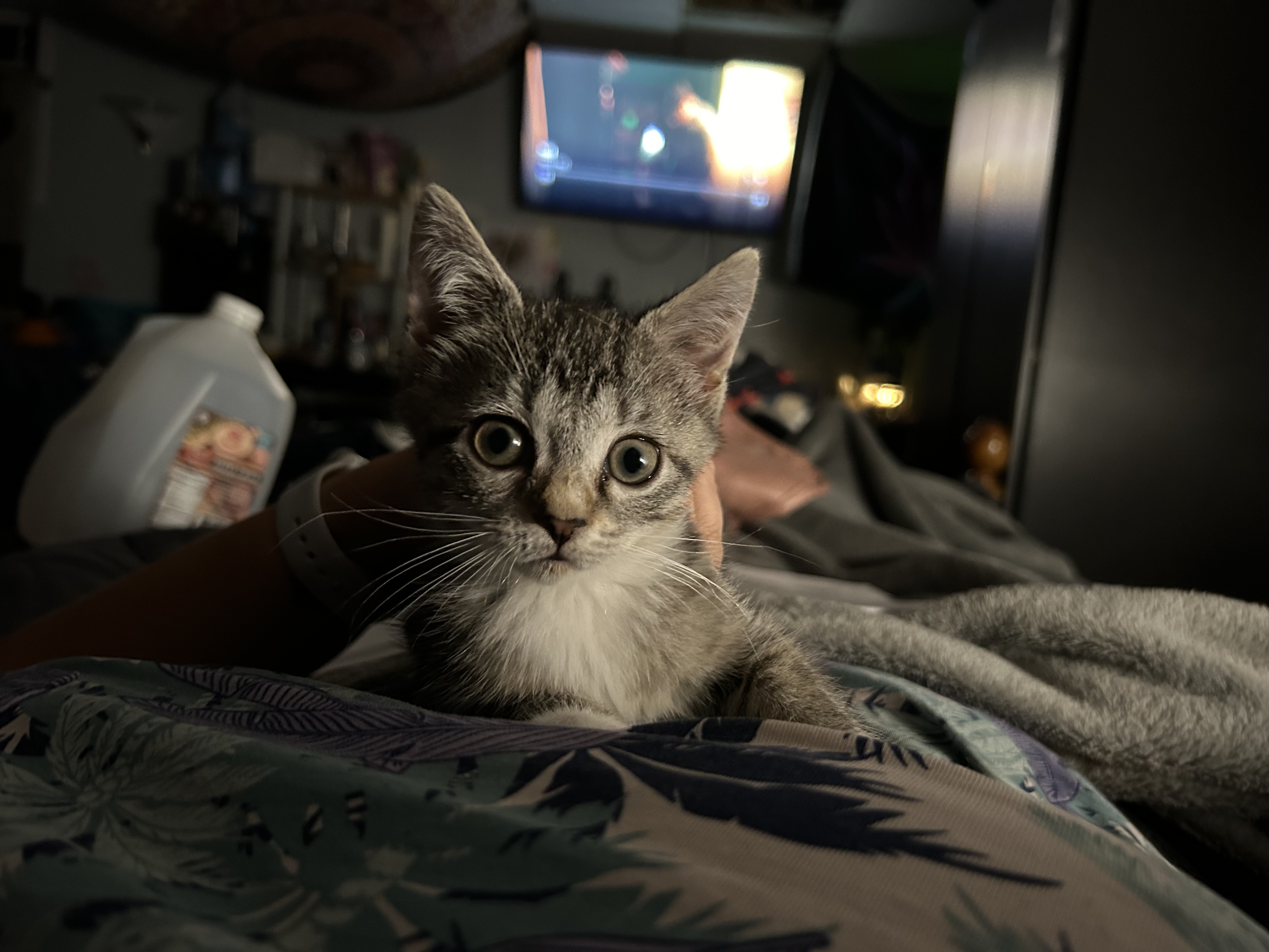 Cat for adoption Imane aka Mani, a Domestic Short Hair in Chesapeake