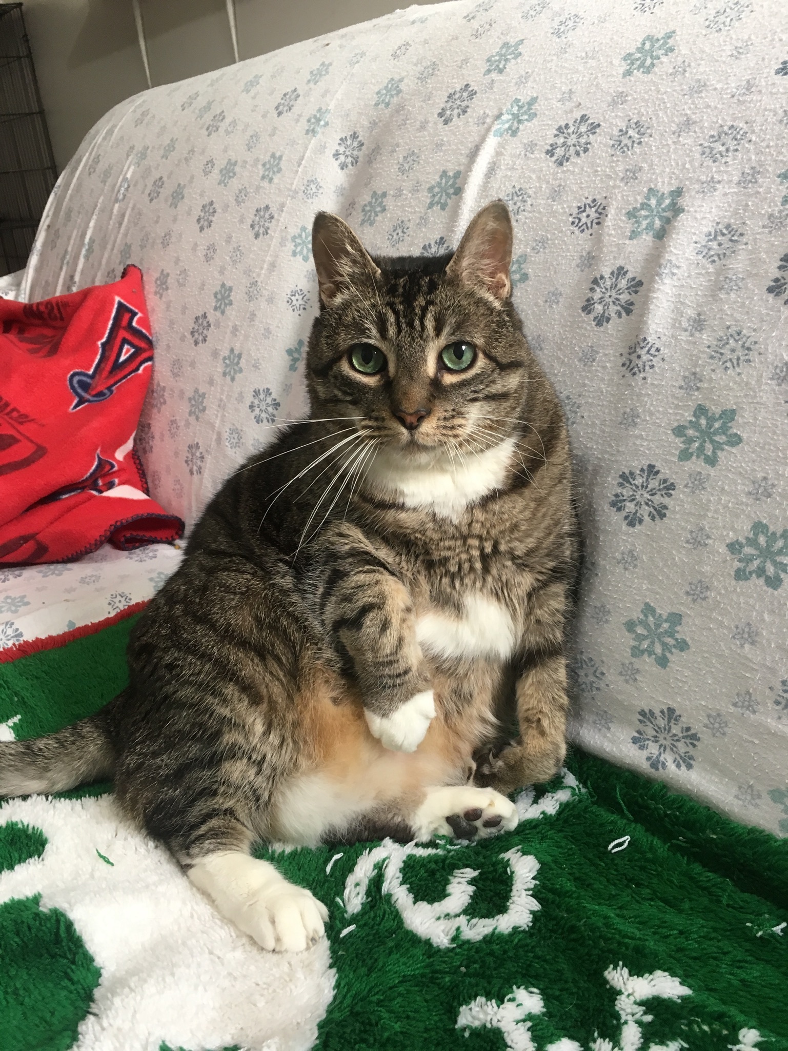 Charlie - Foster Needed! photo 3