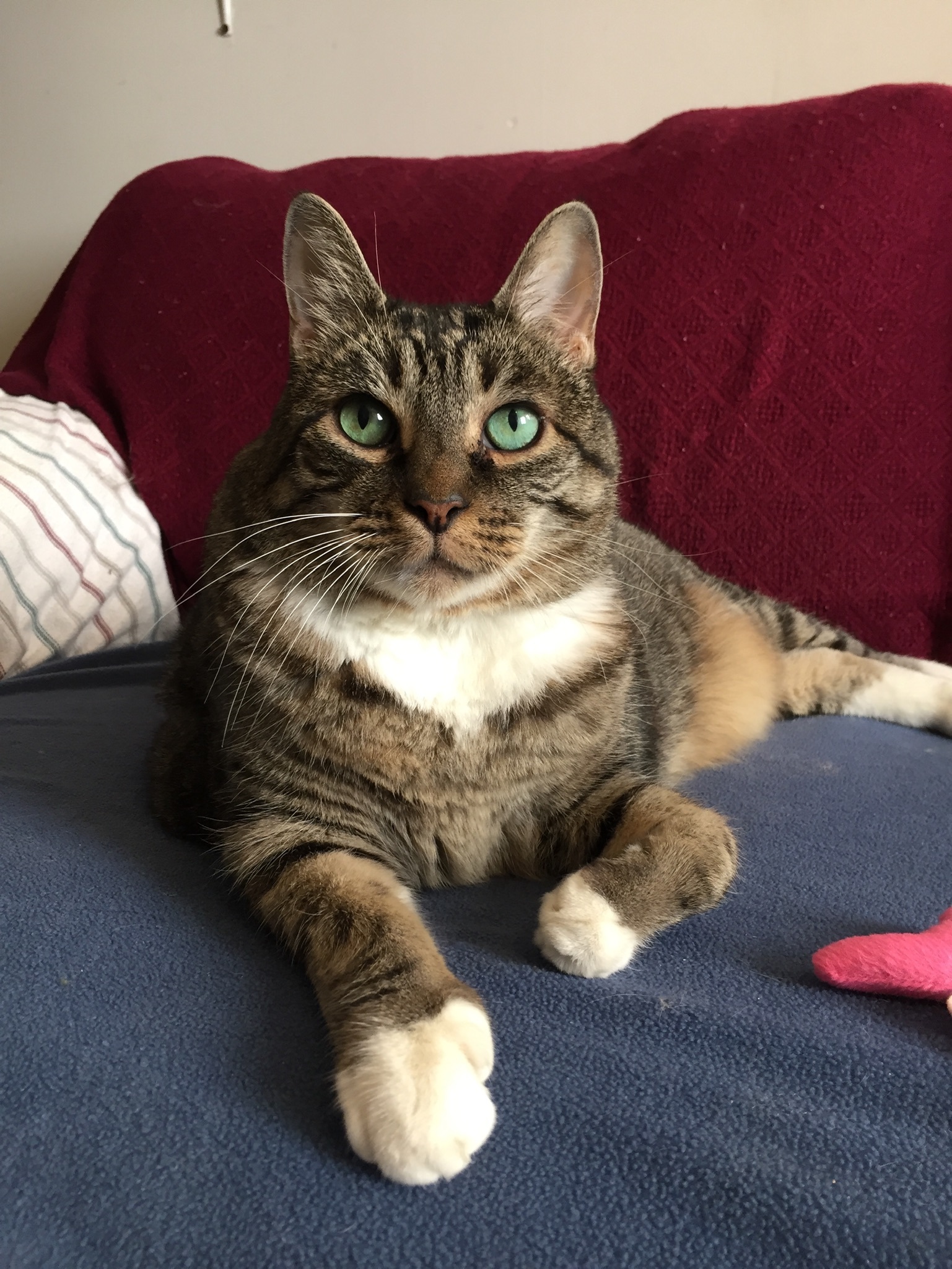 Charlie - Foster Needed! photo 2