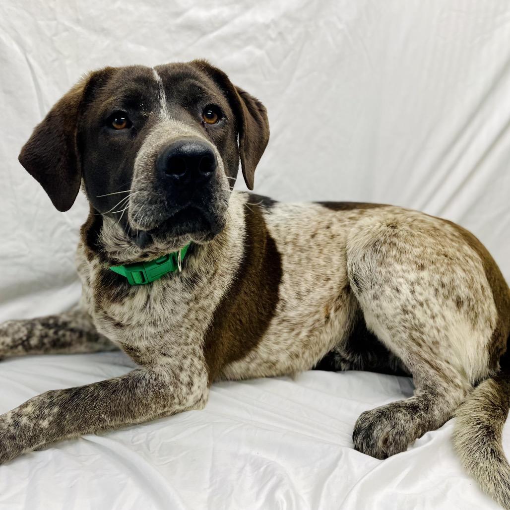 Enlarge Bubba, a Adoptable mixed breed in Lebanon, MO image 1/4